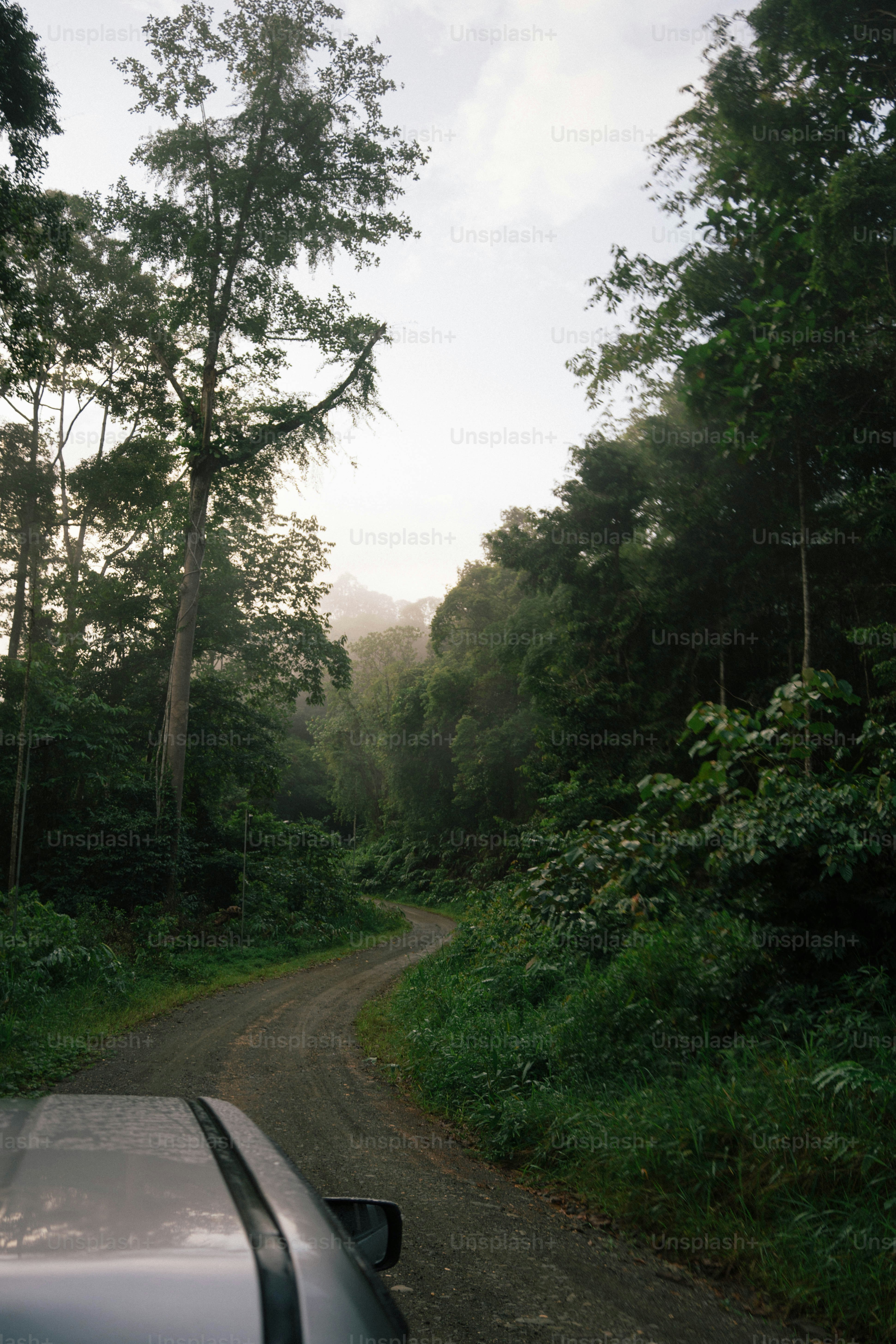 A winding dirt road leads into the lush forest.