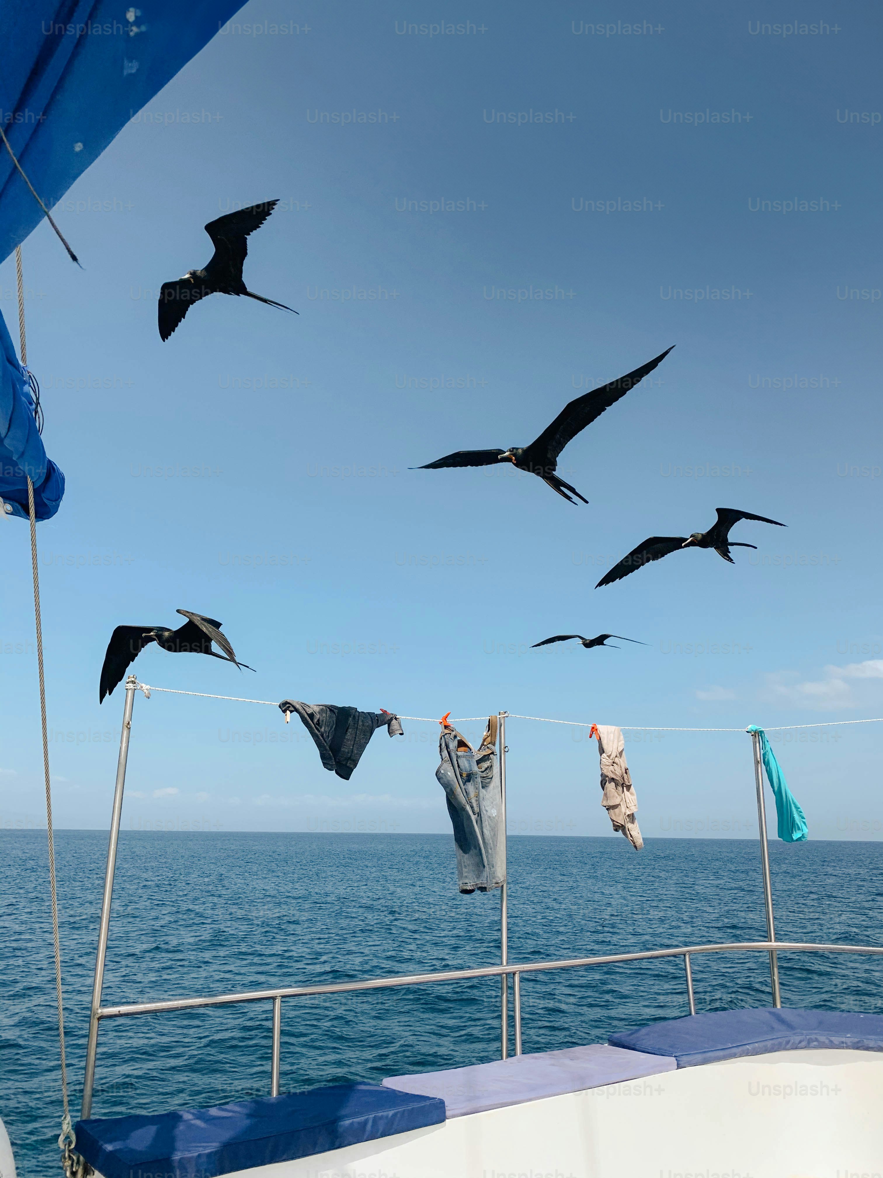 Birds fly above clothesline on boat.
