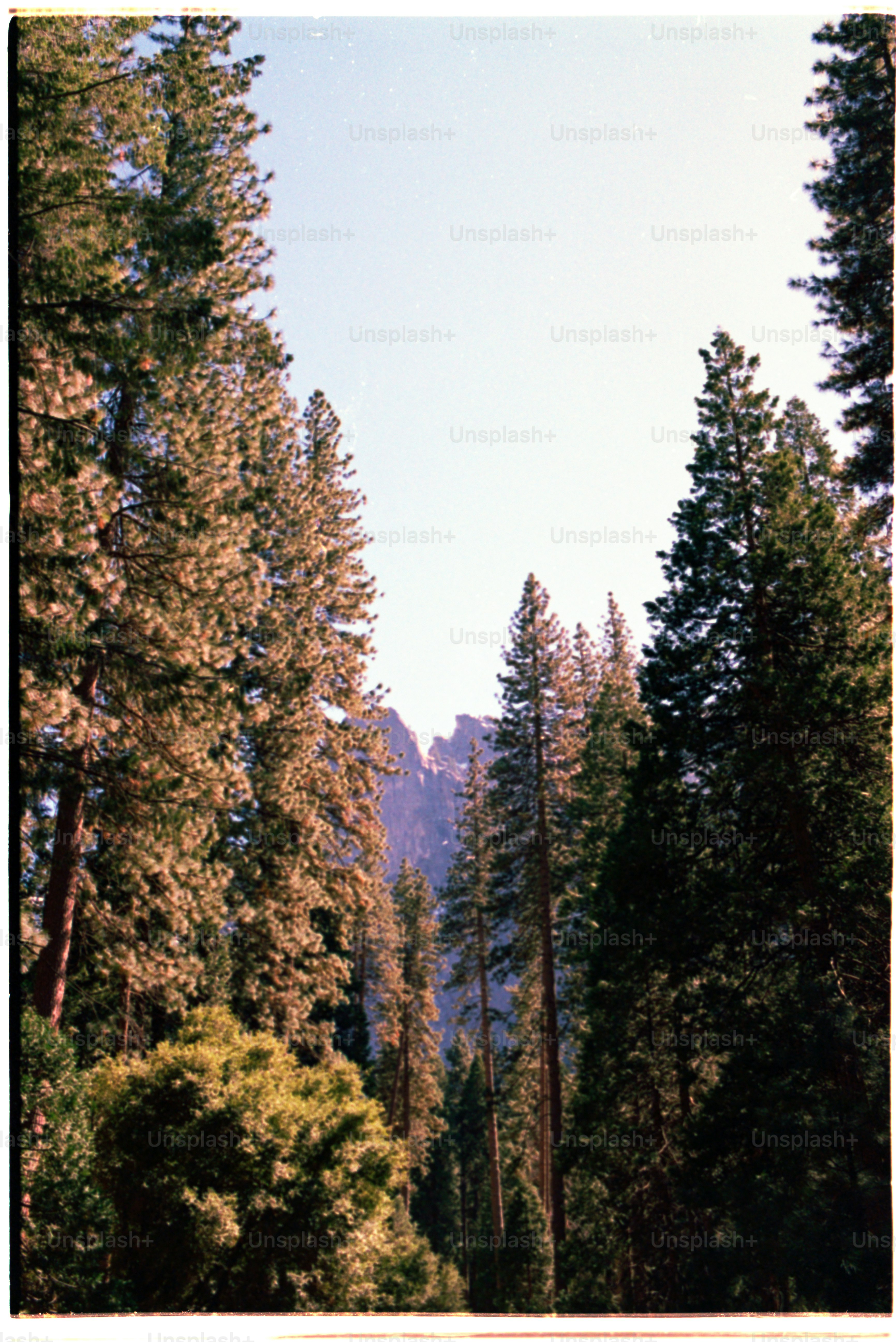 Tall trees frame a view of the distant mountains. photo – Forest Image ...