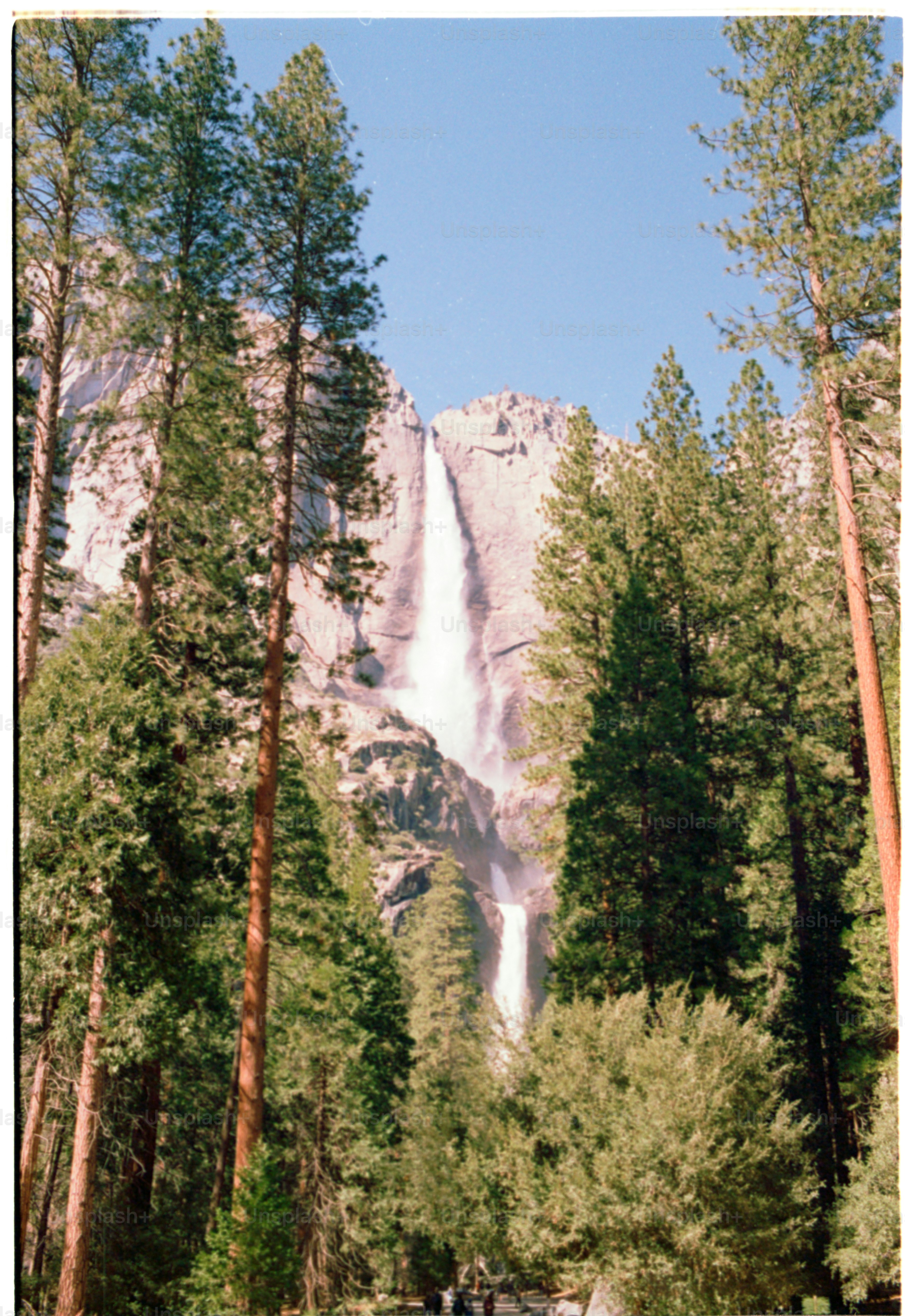 A waterfall cascades amidst towering trees.