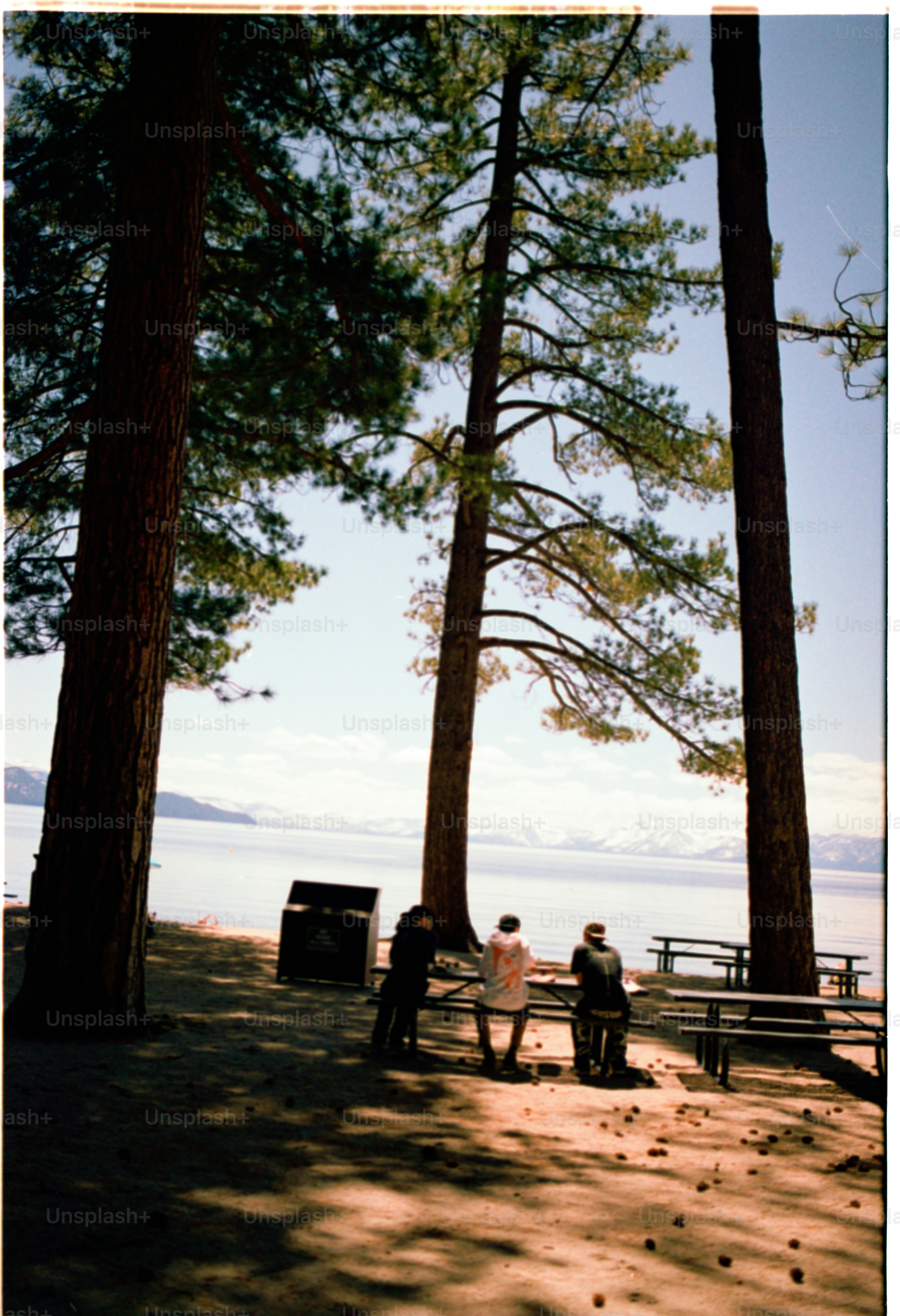 People sit near a lake, under tall trees.