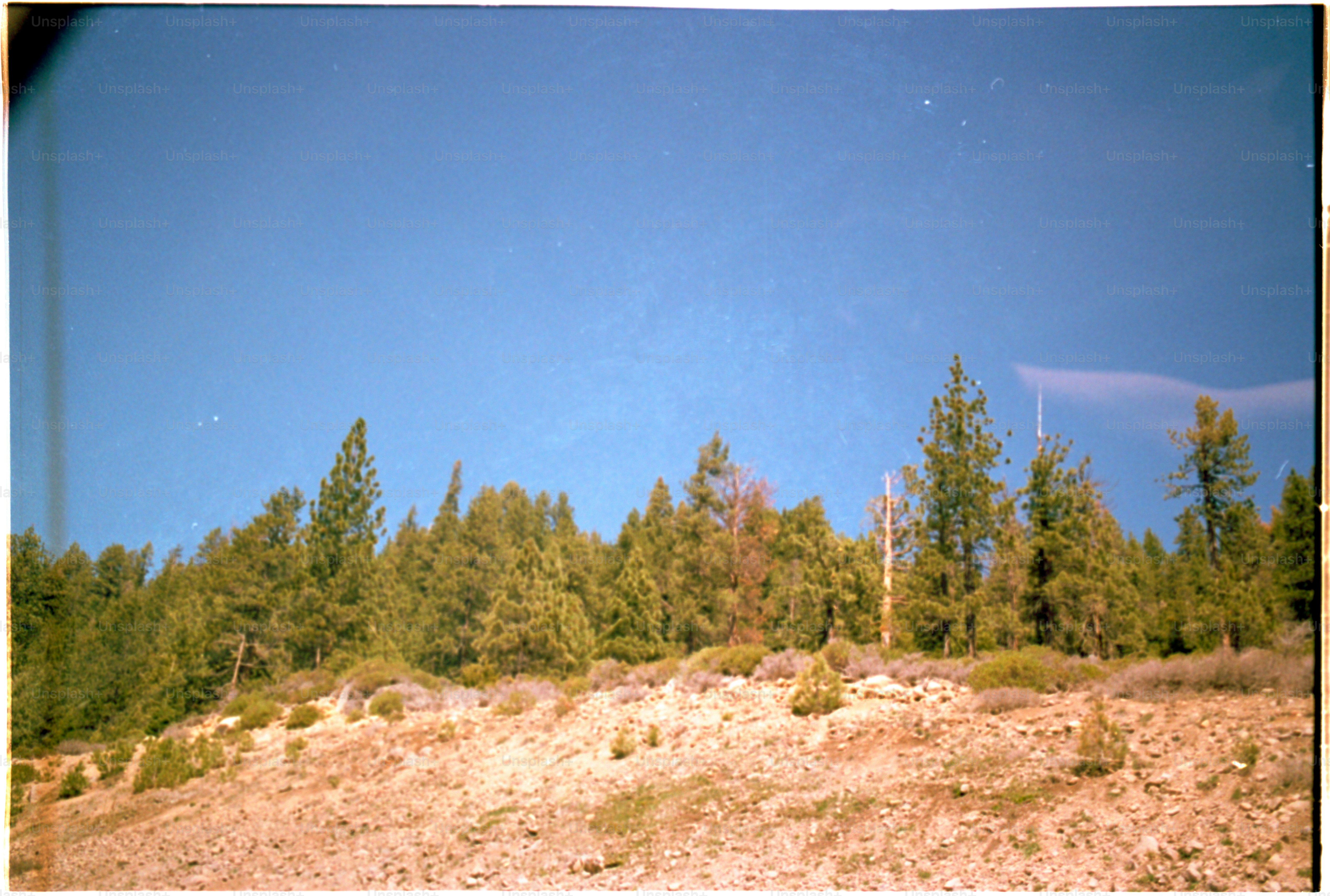 Green trees stand against a bright blue sky.