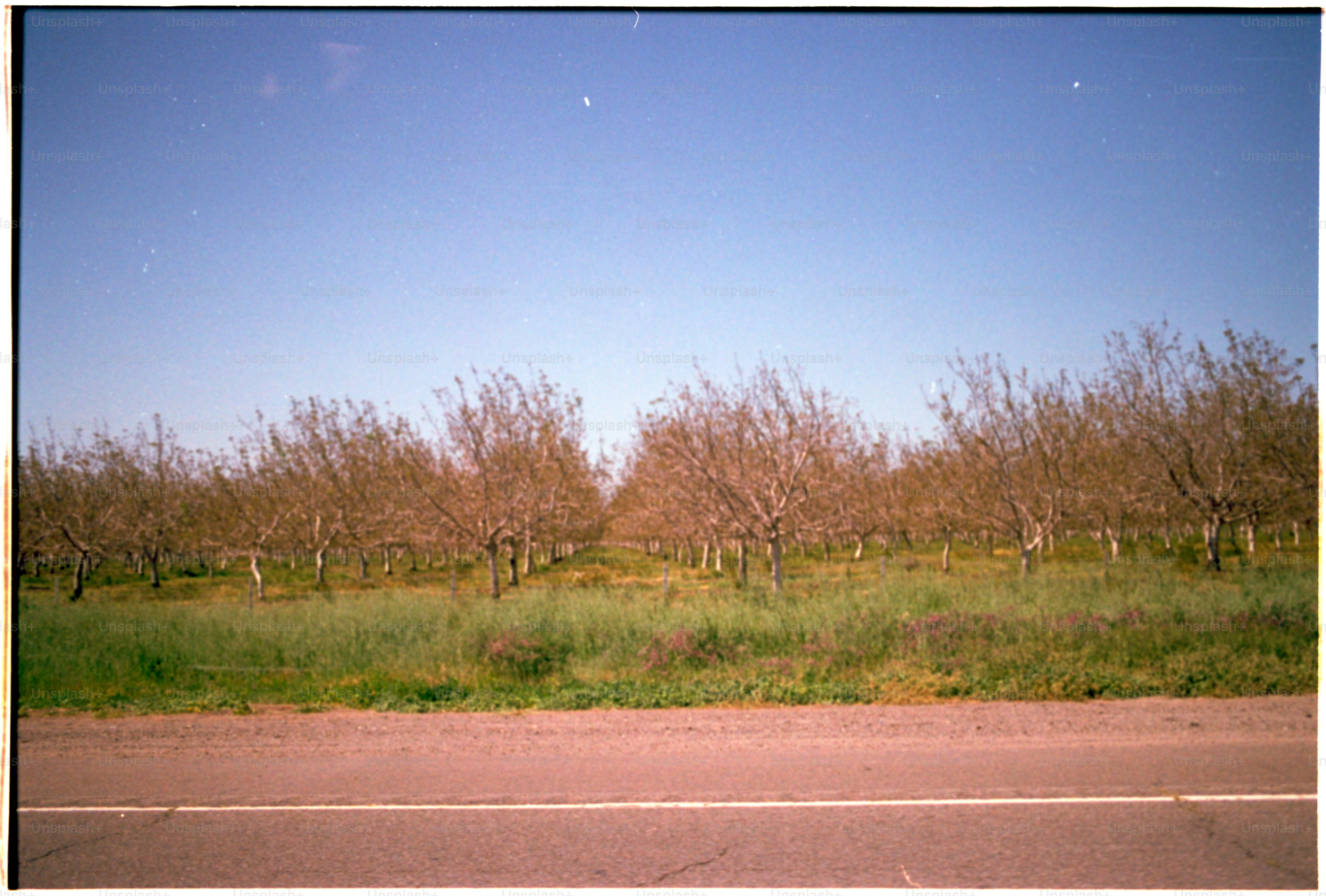 A row of trees with a road in front