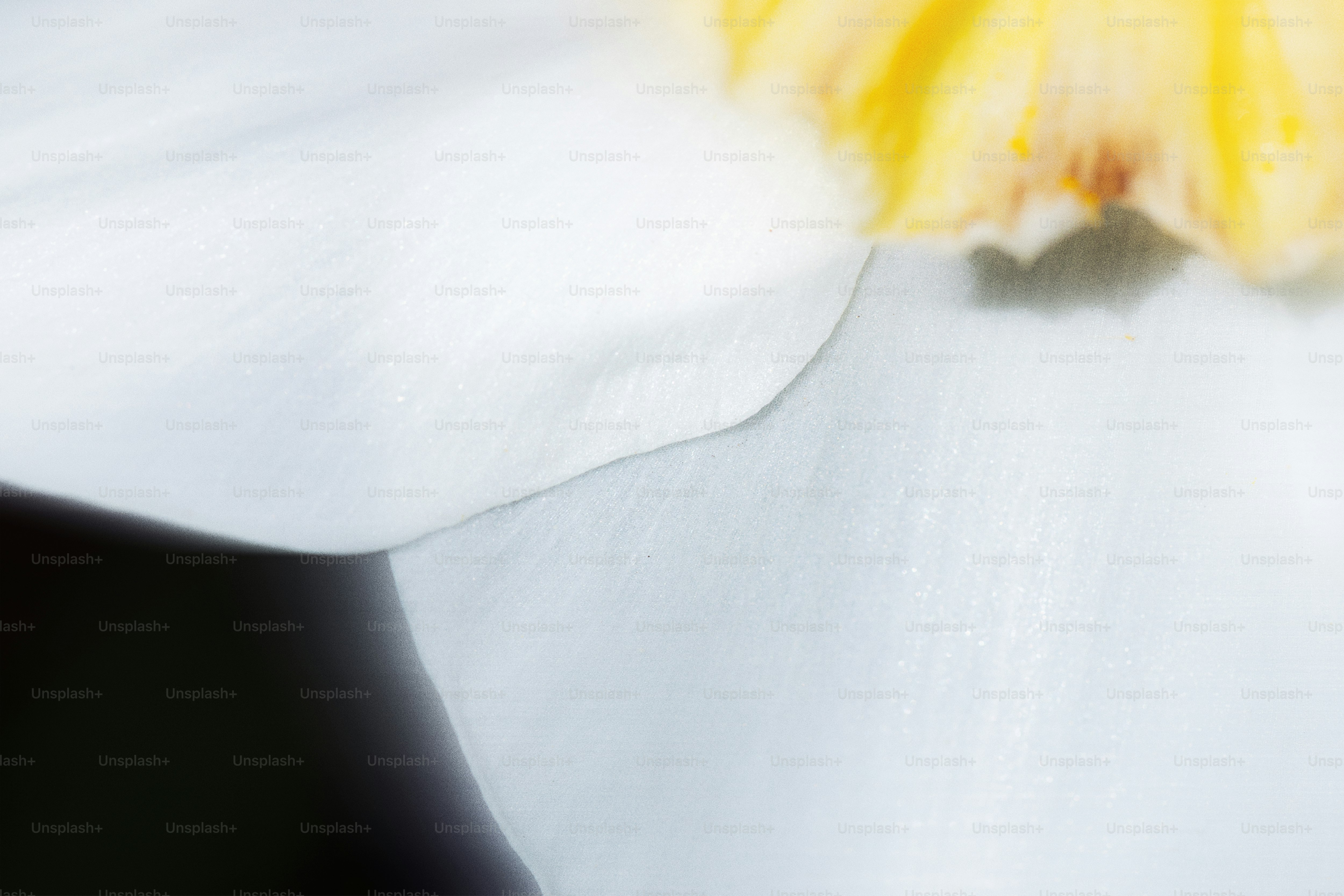 A close-up of a white flower's petals.