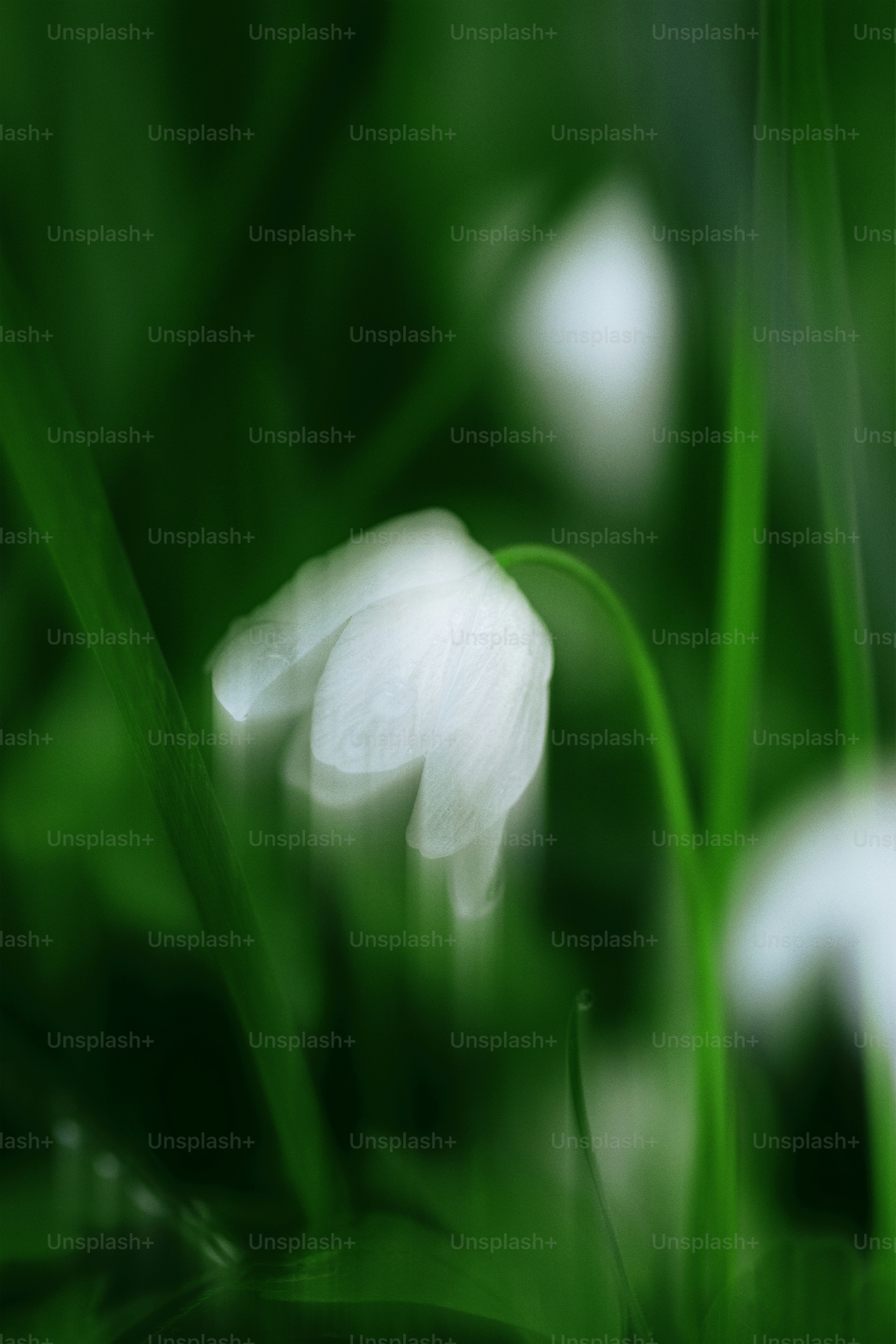 Fiori bianchi sbocciano in mezzo a una vegetazione lussureggiante.