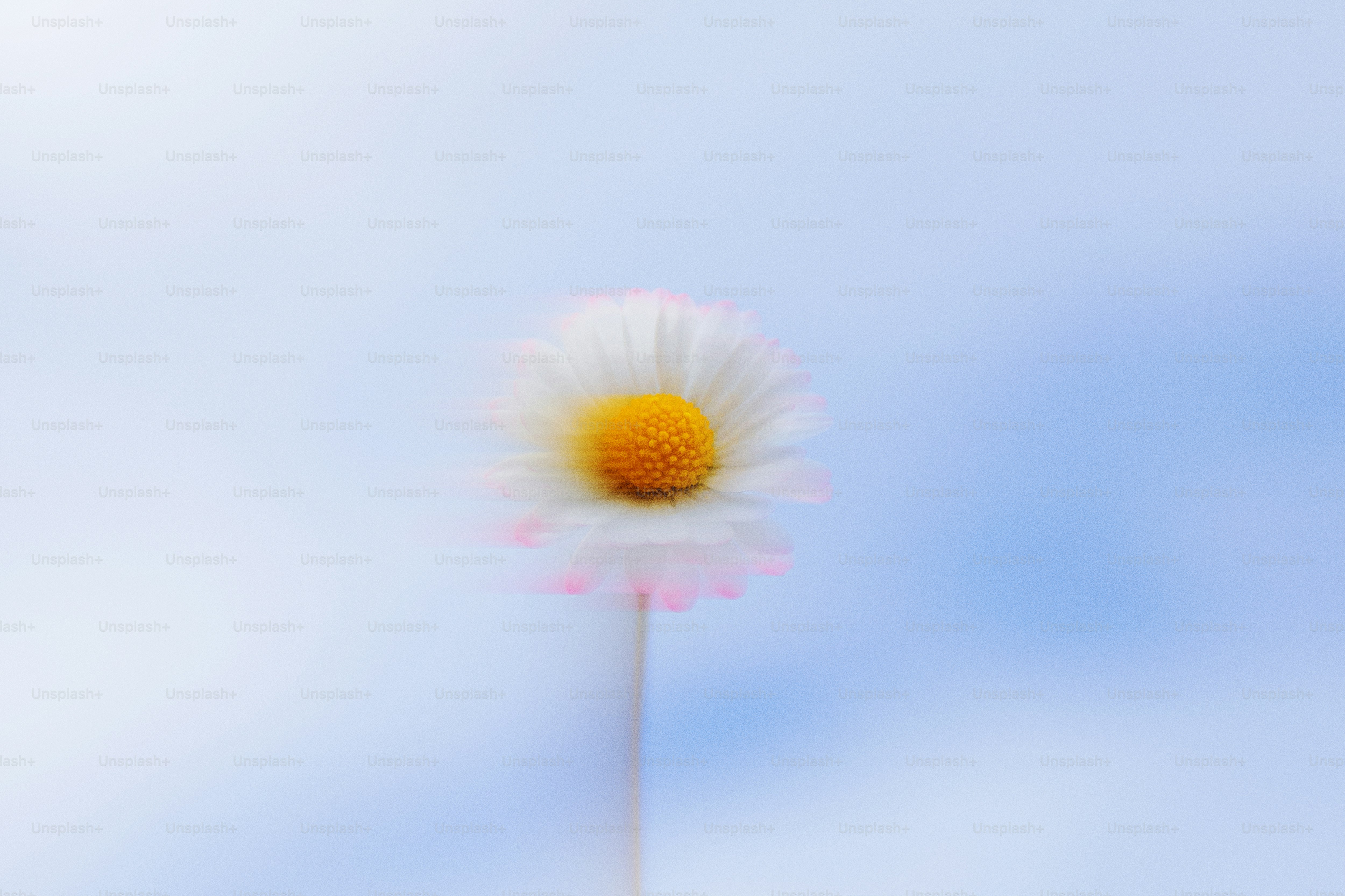 A beautiful daisy stands alone in a blue sky.