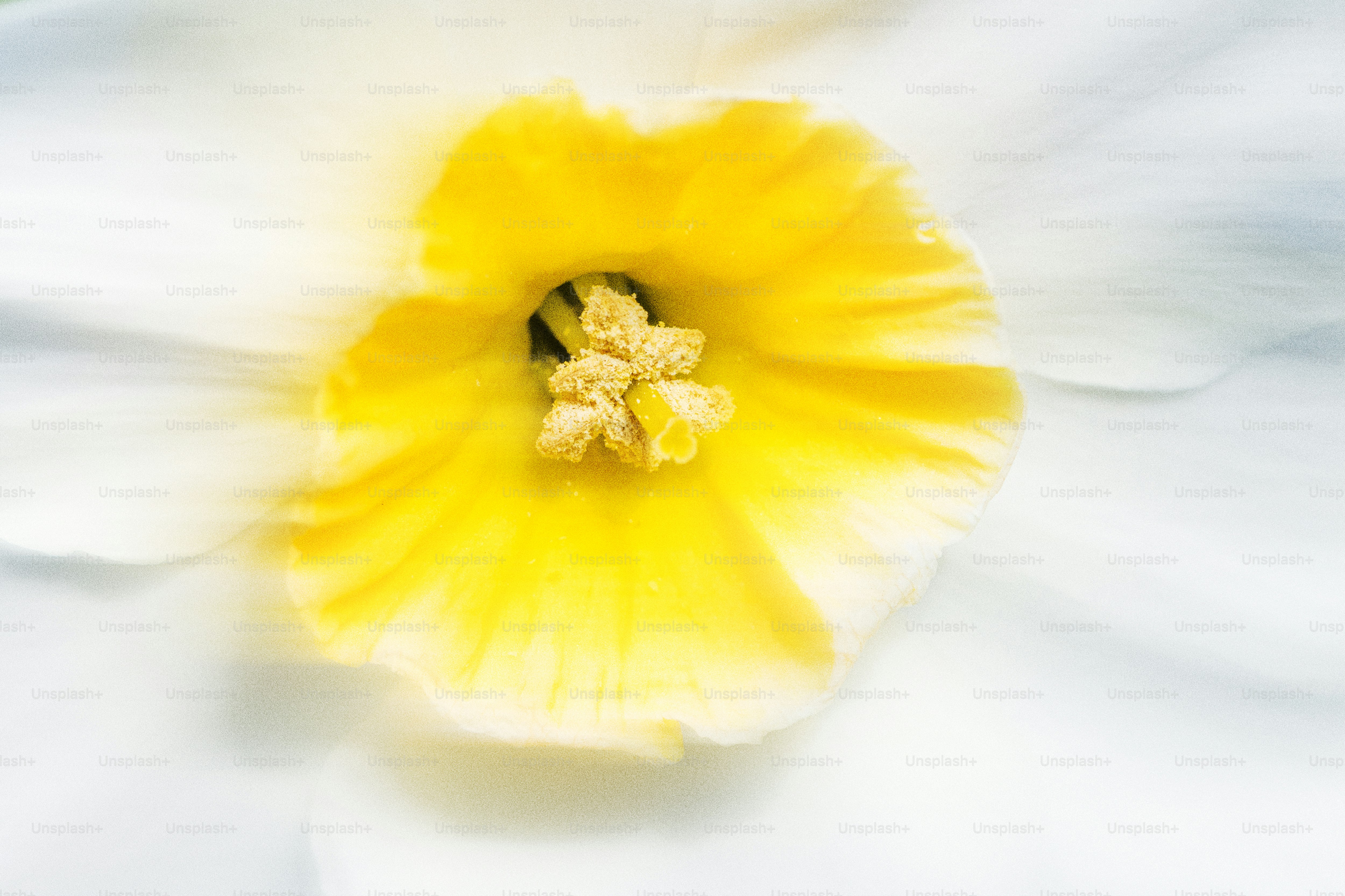 A close-up of a yellow and white flower.