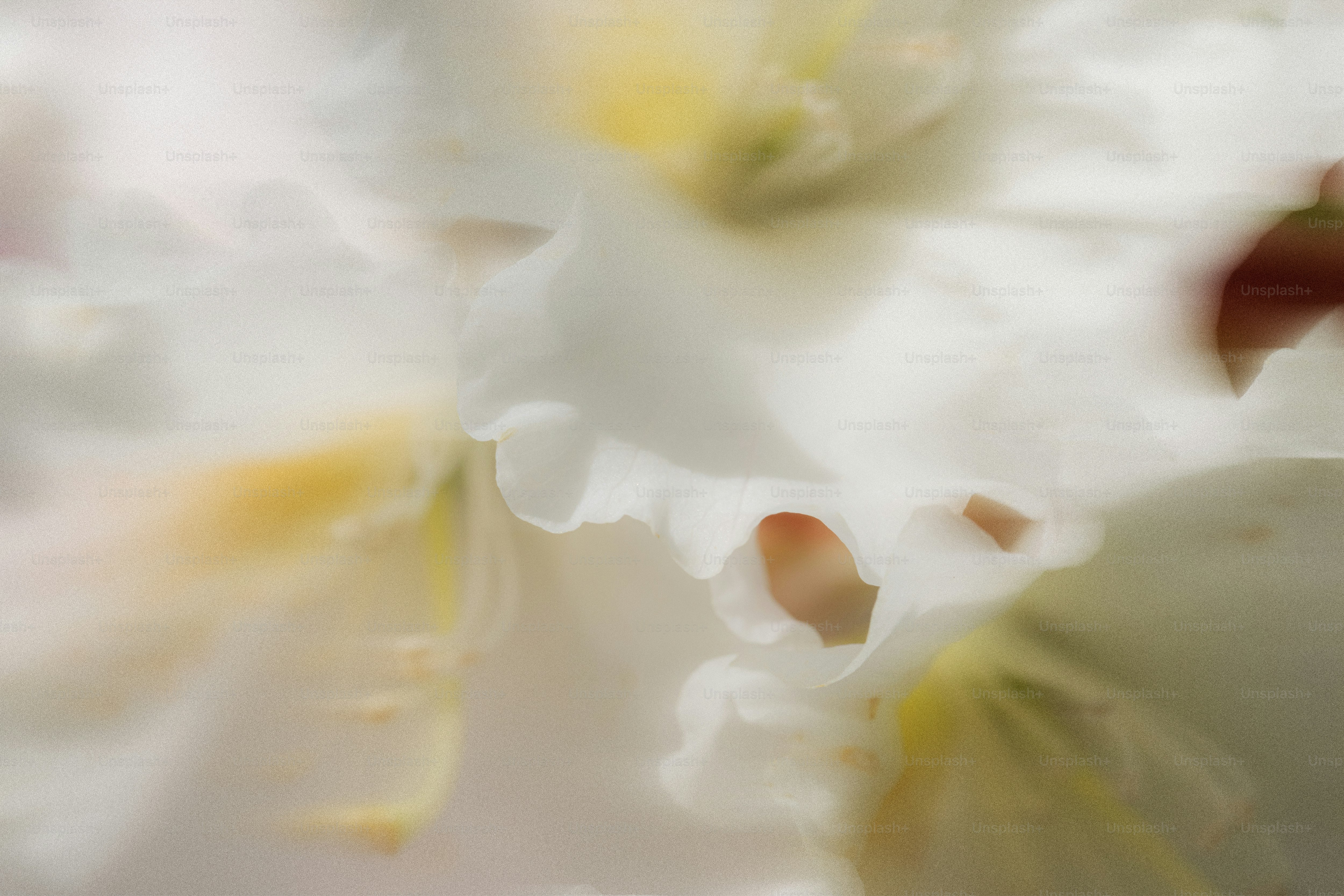 Blurred white flowers with soft colors.