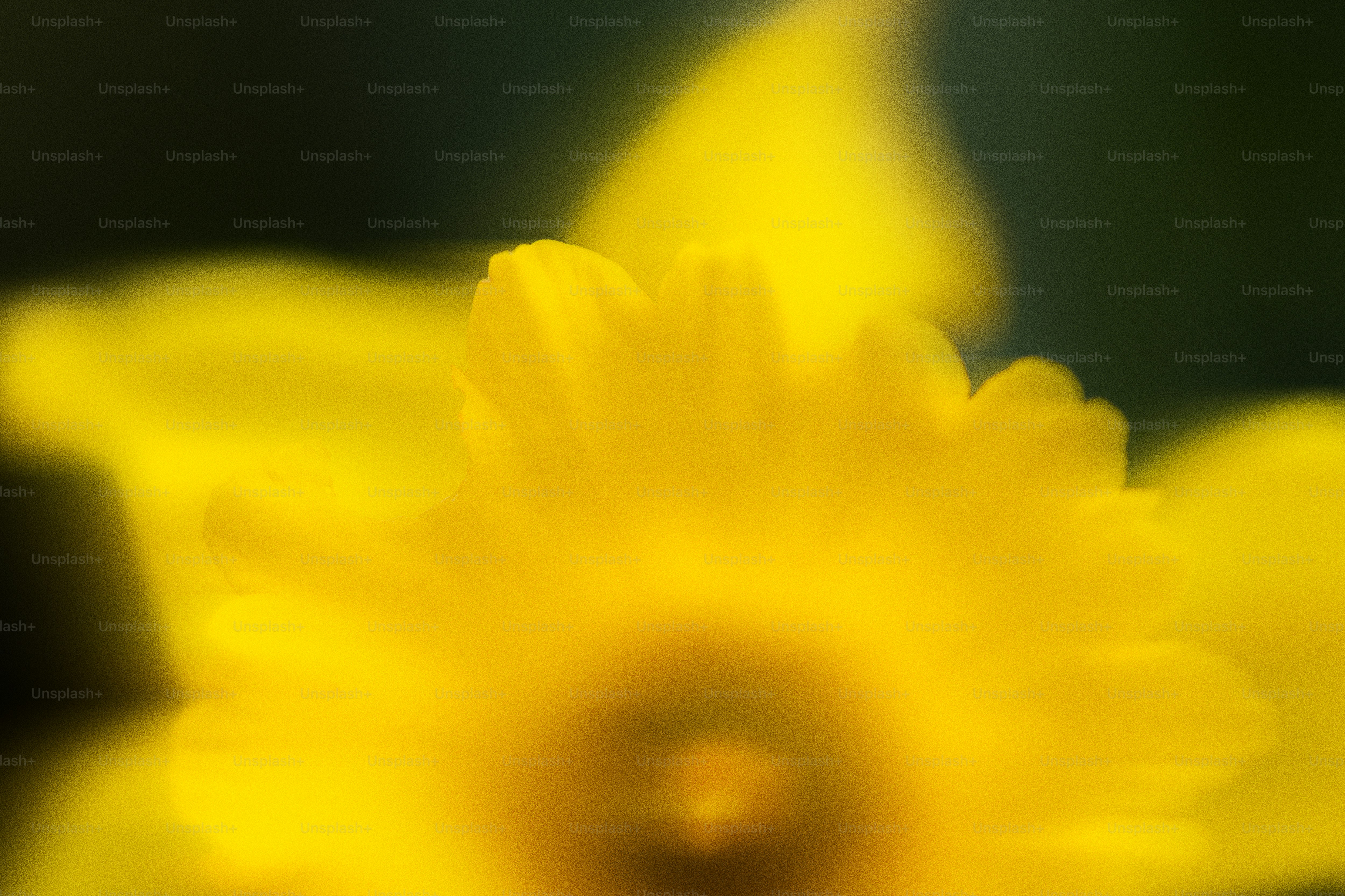 Close-up of a bright yellow daffodil.