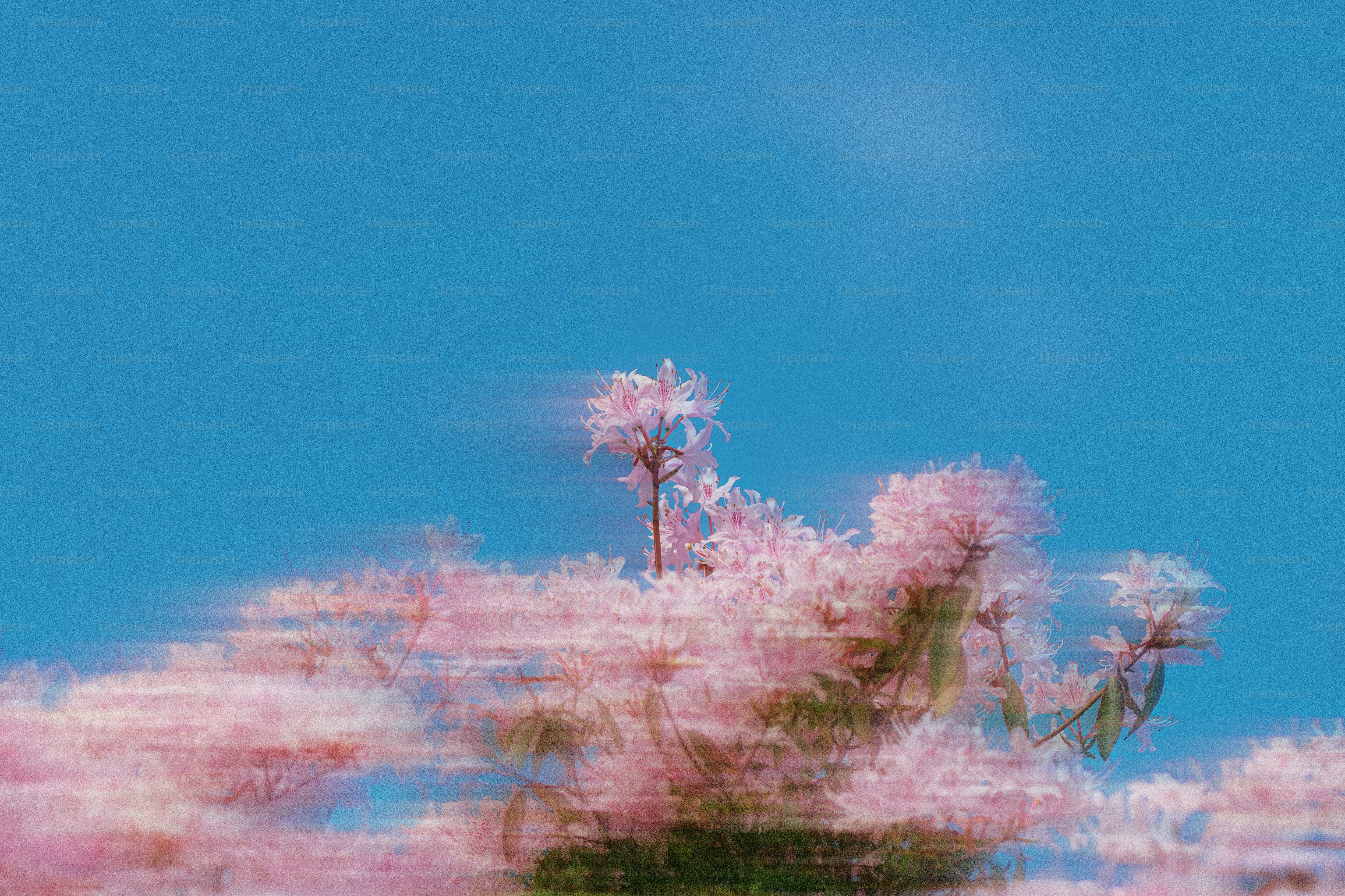 Blossoming pink flowers against a bright blue sky.