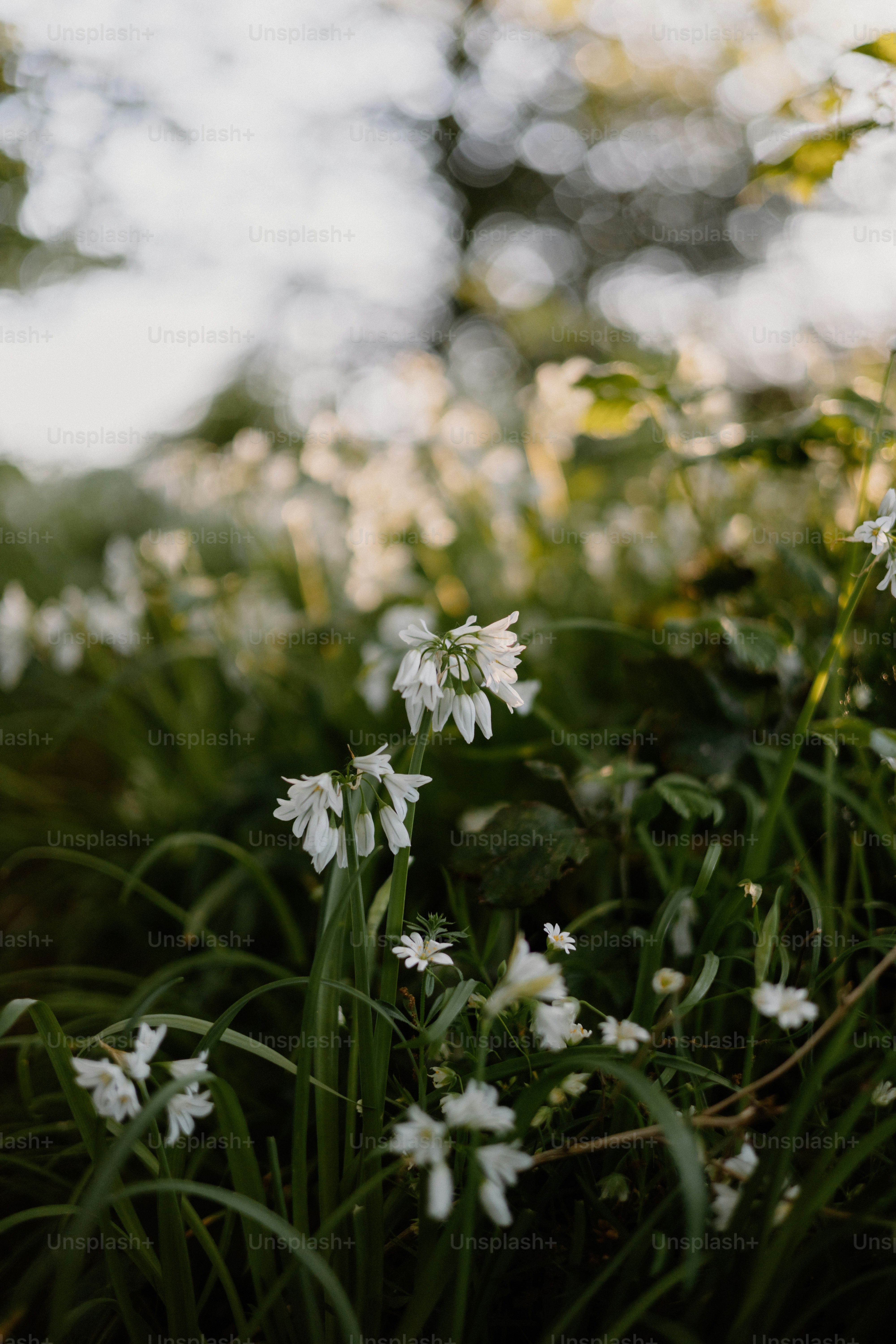 White wildflowers bloom in a field of green. photo – Spring Image on ...
