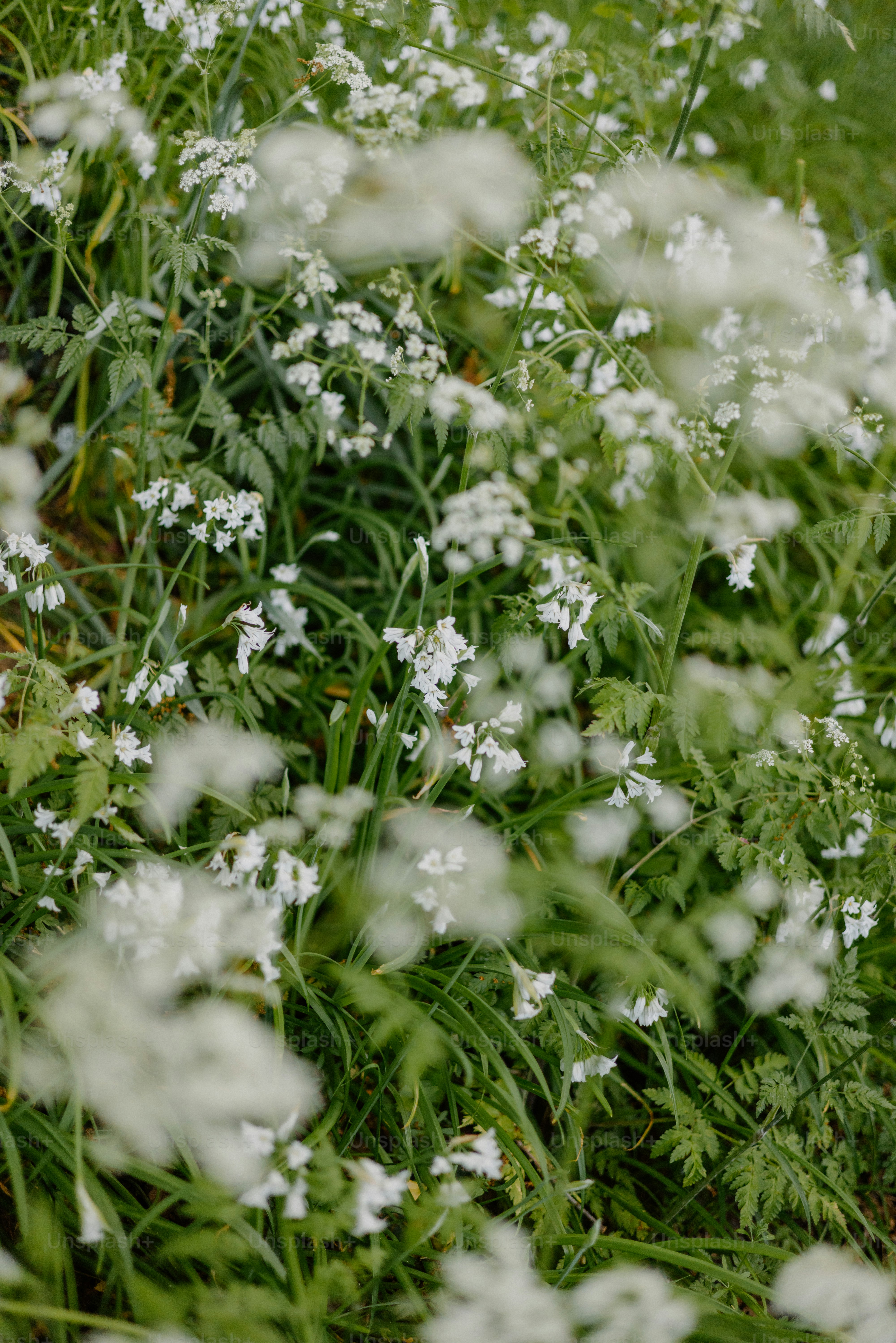 White wildflowers bloom in a field of green. photo – Spring Image on ...