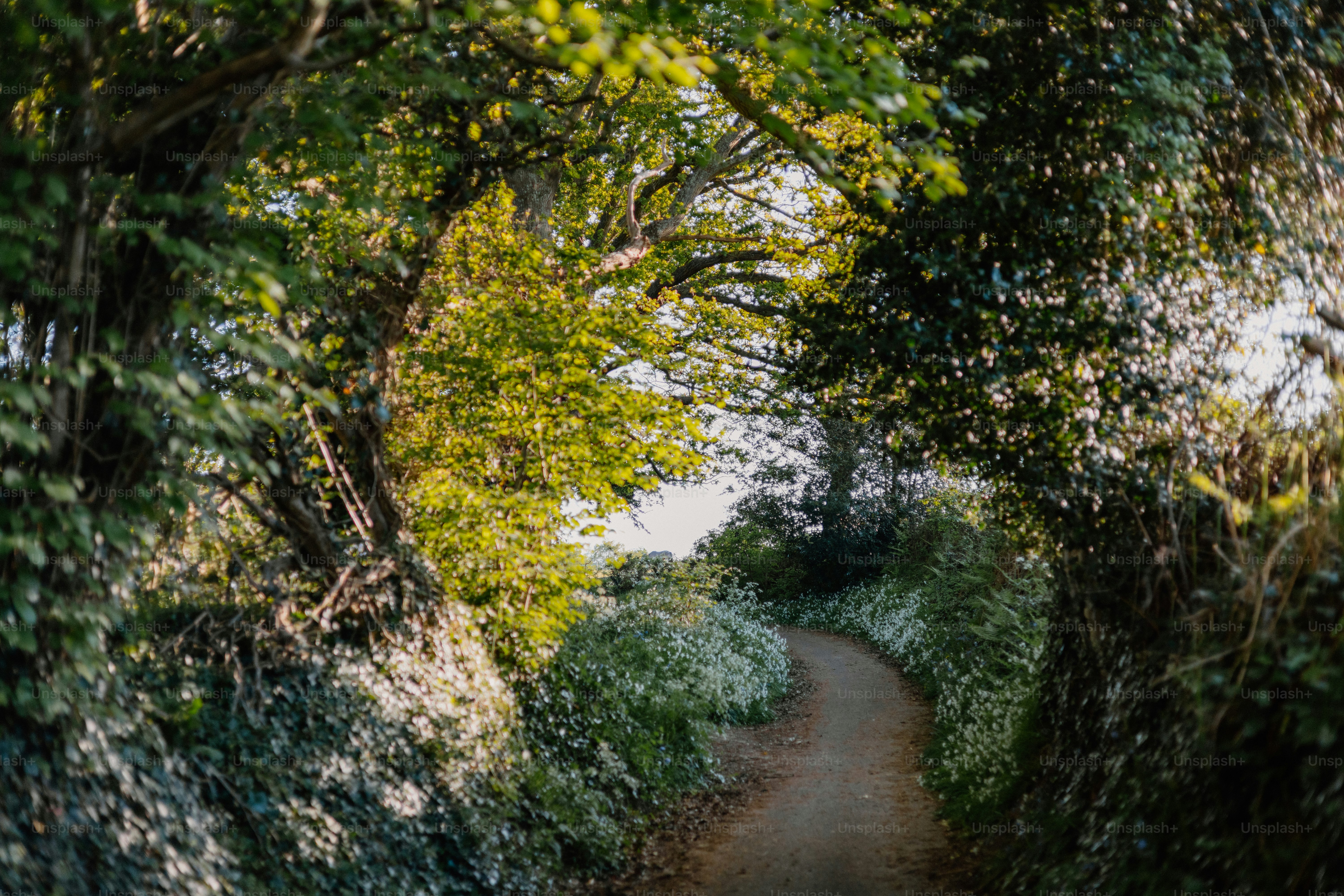 A winding path lined with green foliage. photo – Spring Image on Unsplash