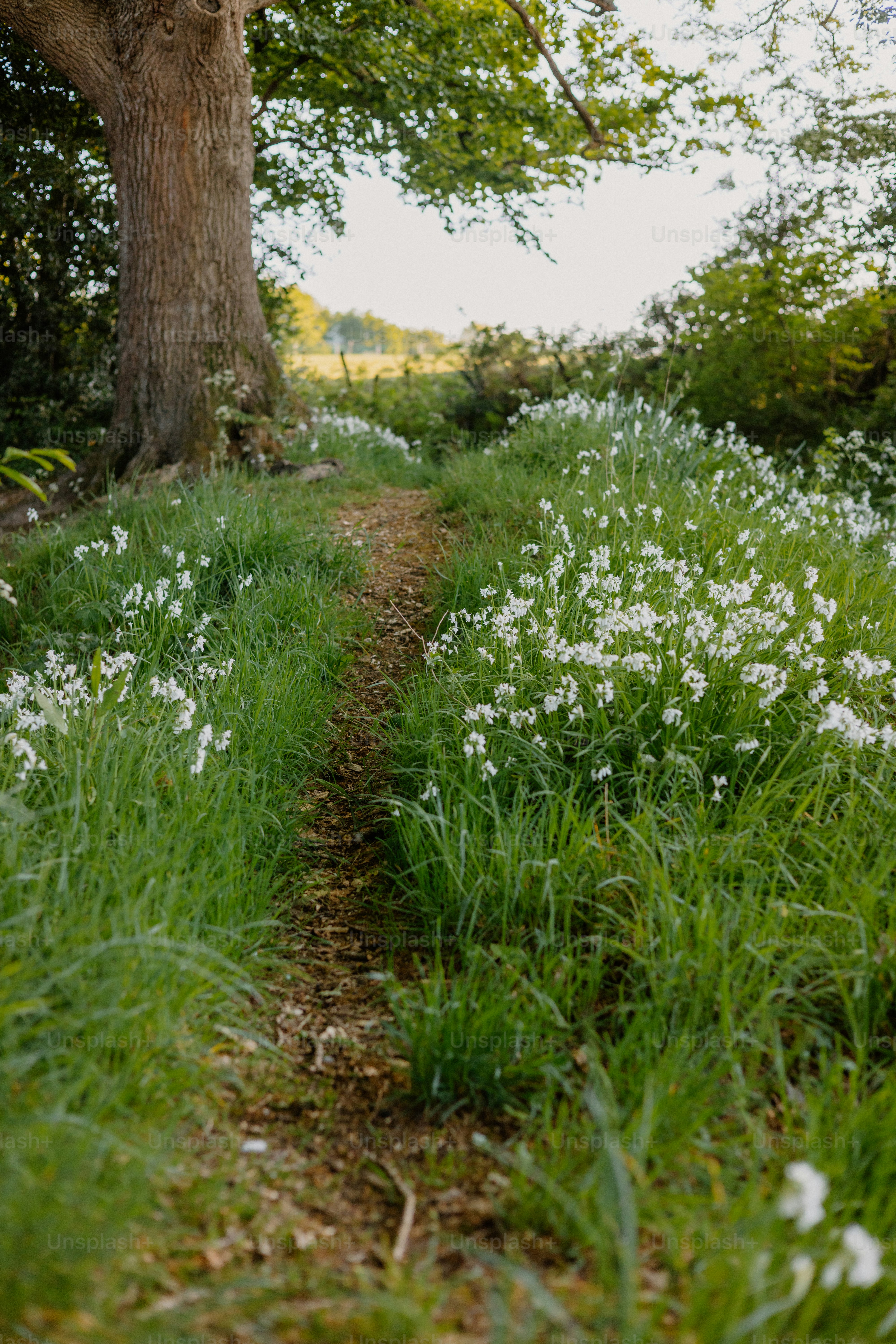 A path leads through a field of white flowers.
