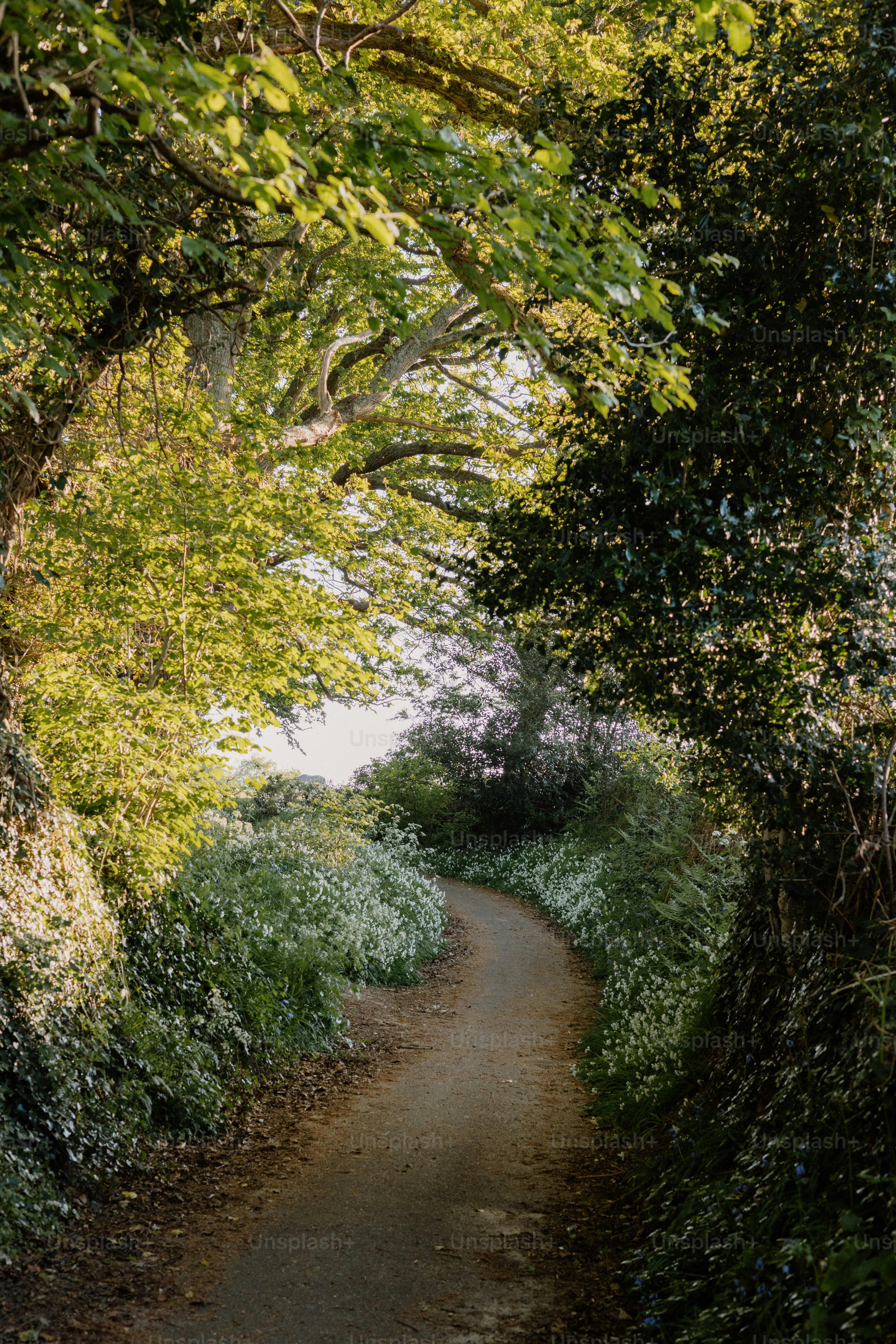 A winding path through lush, green foliage.
