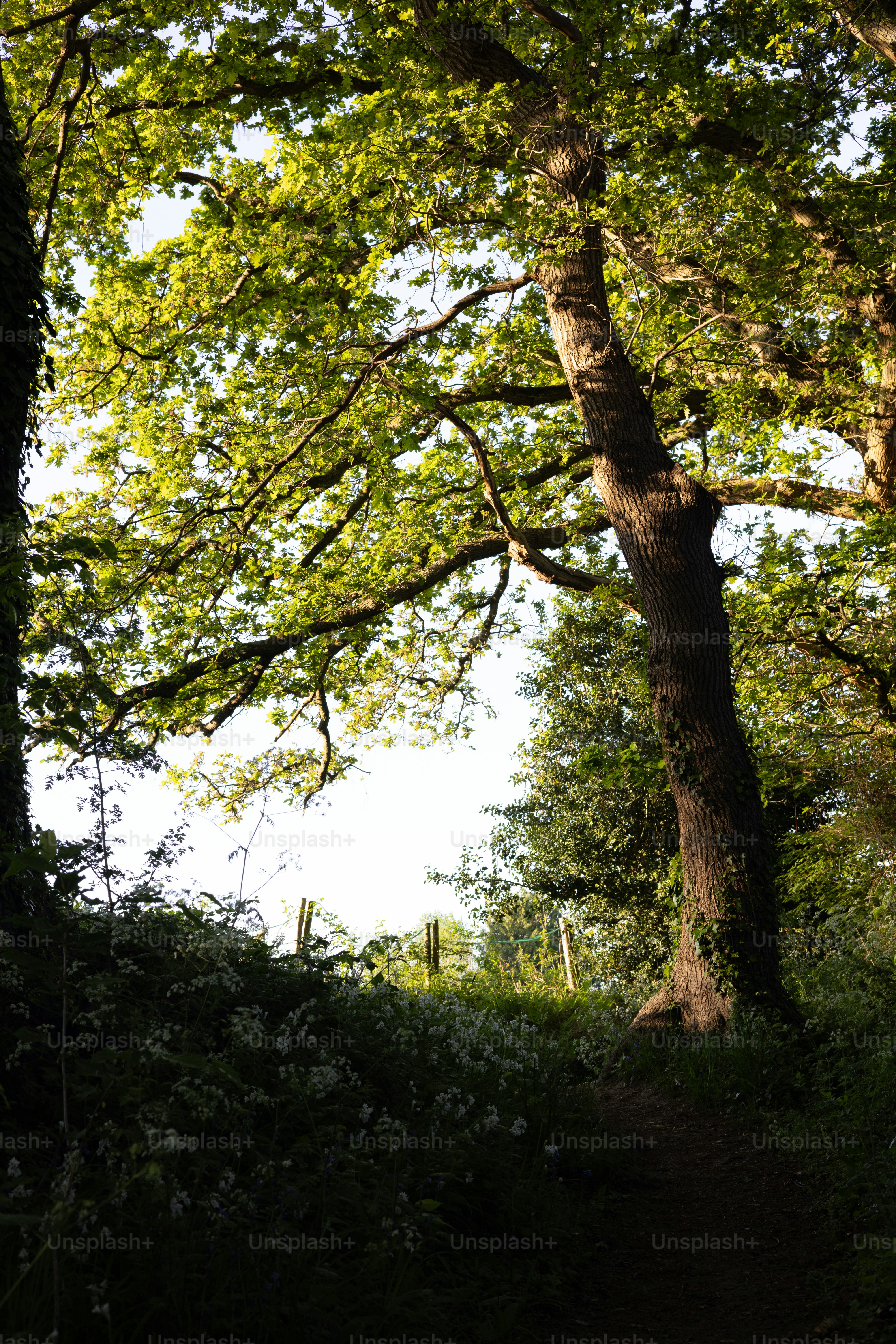 La luz del sol se filtra a través de un bosque de árboles.