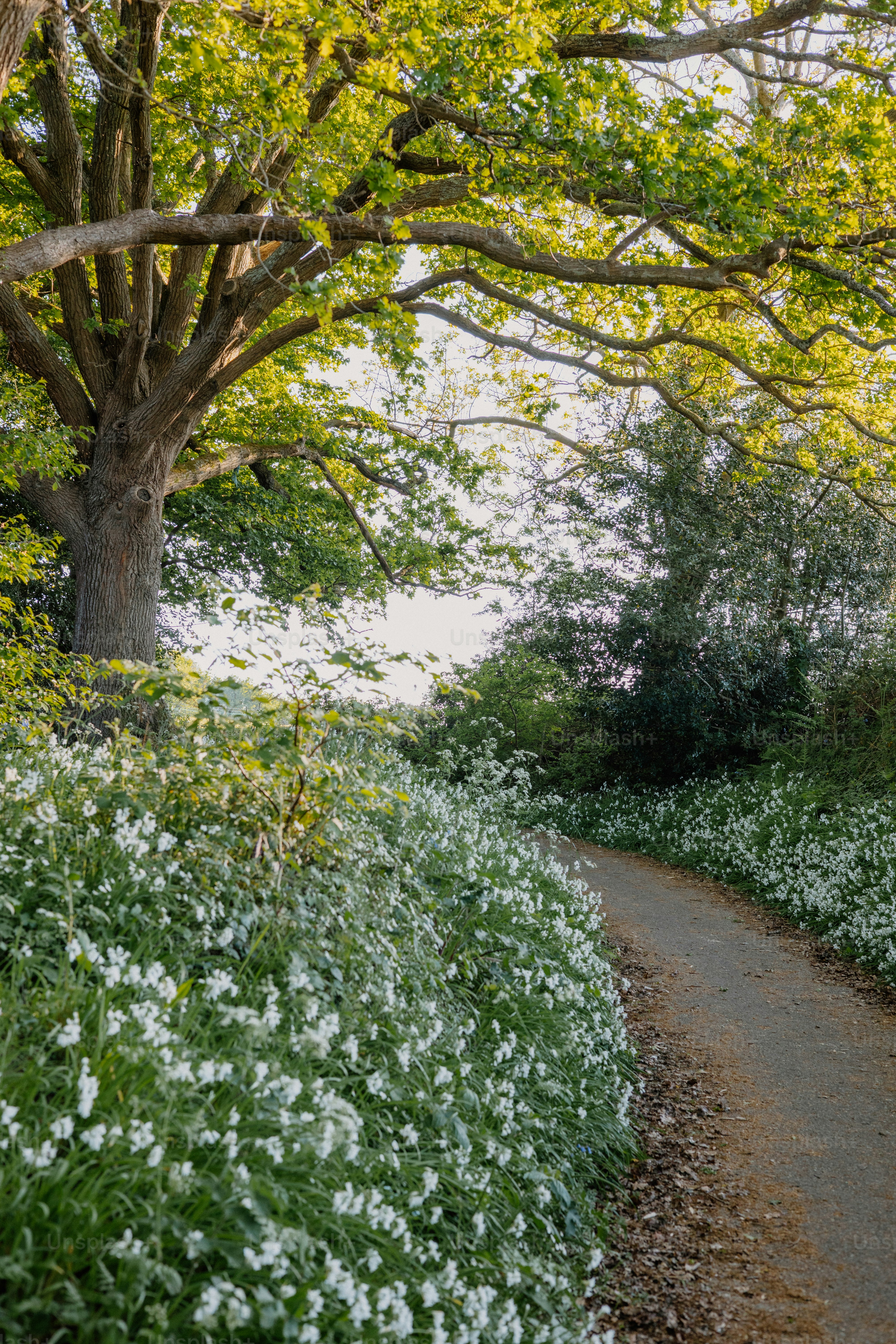 A winding path meanders through a lovely, floral scene. photo – Spring ...