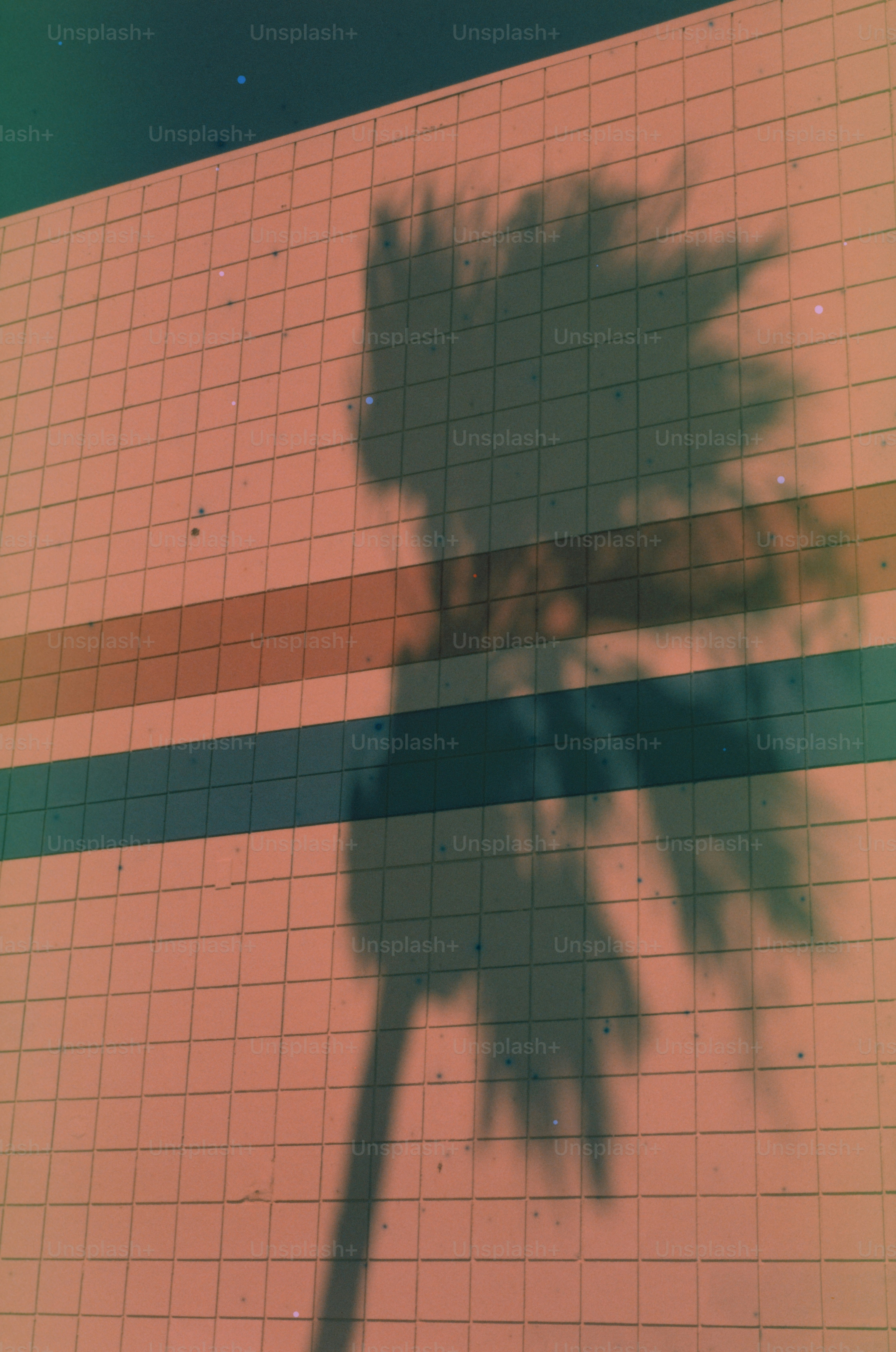 A palm tree's shadow is cast upon a wall.