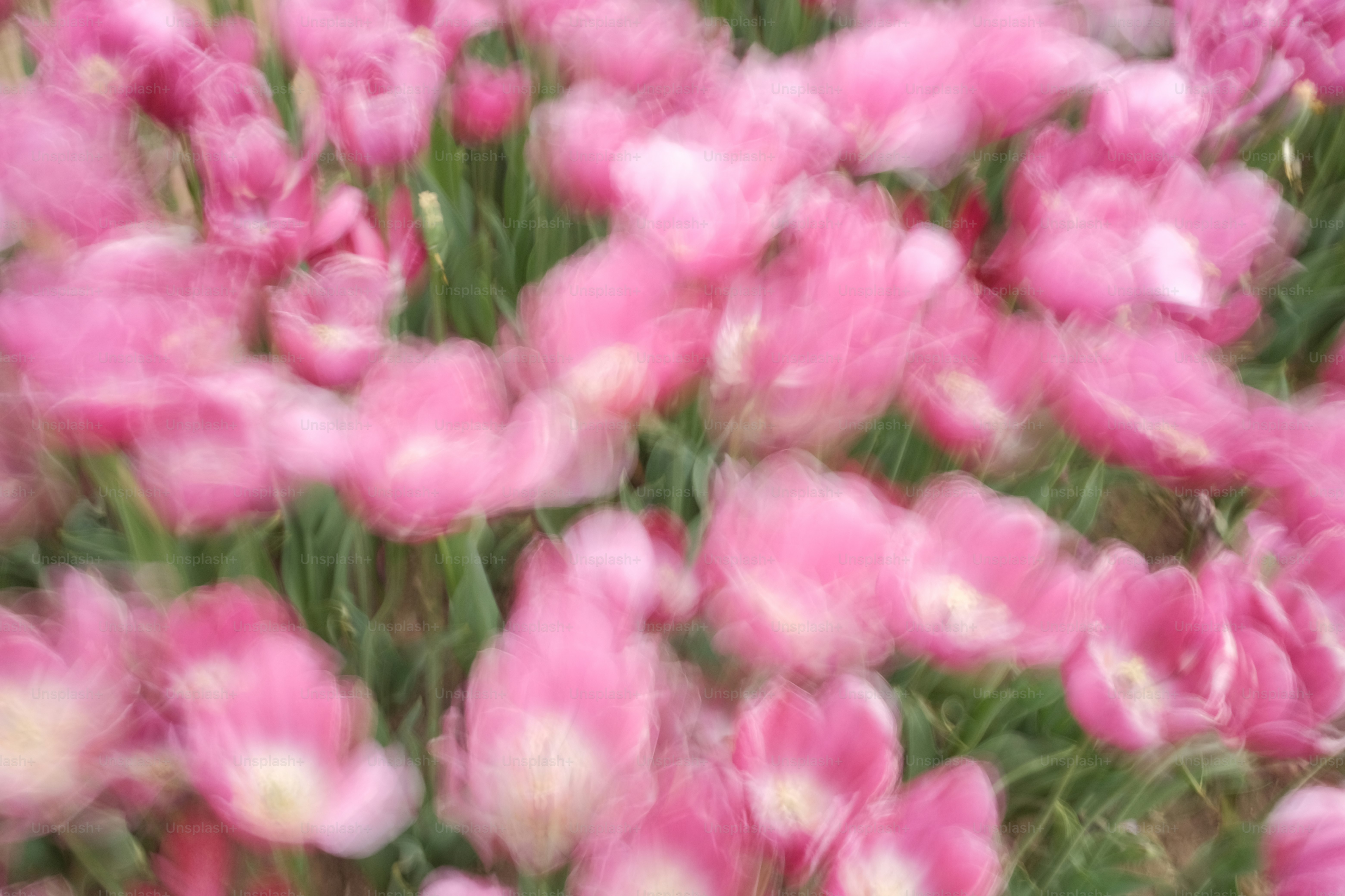 Pink flowers in full bloom.