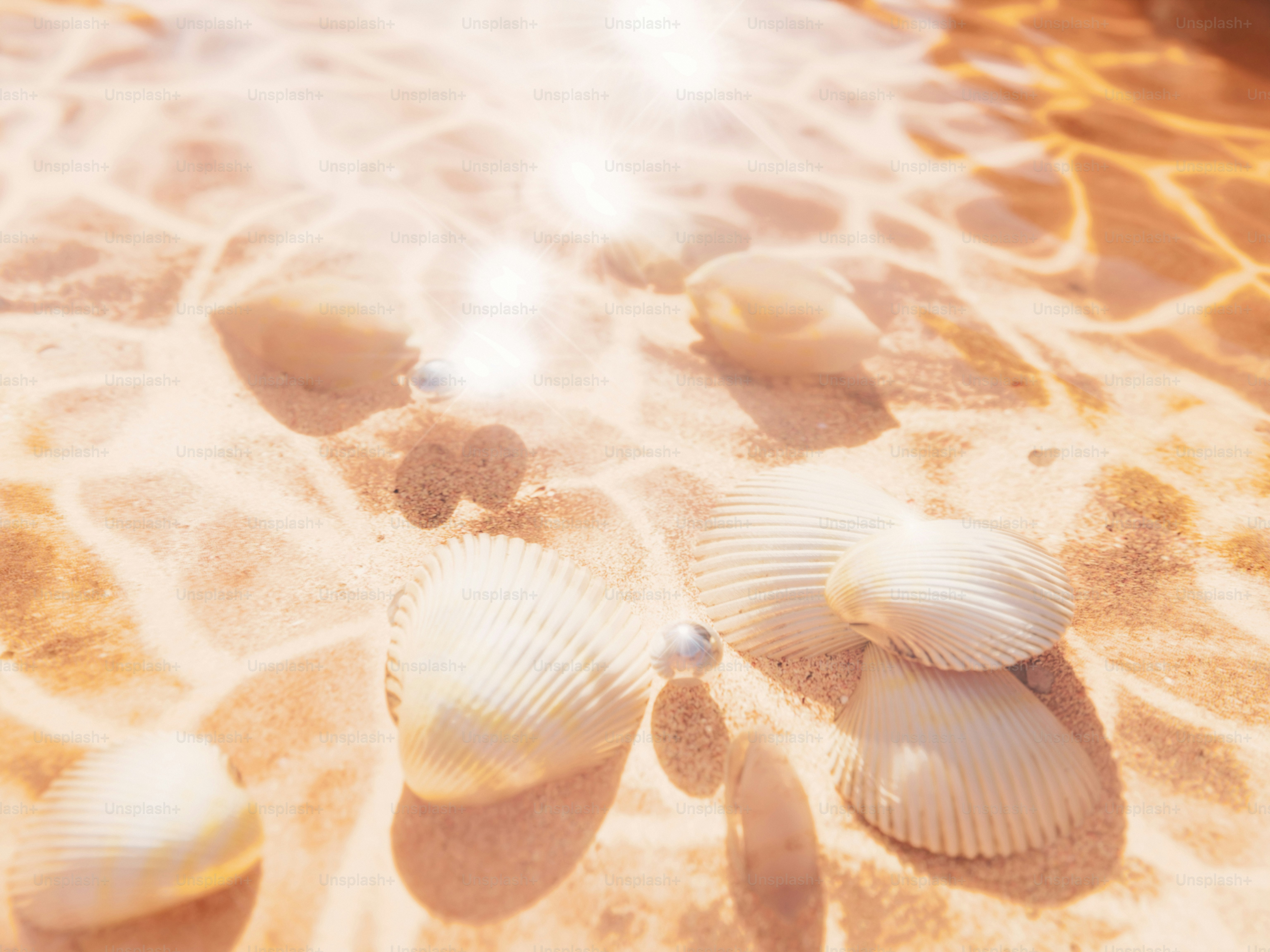 Seashells rest on sandy ocean floor.