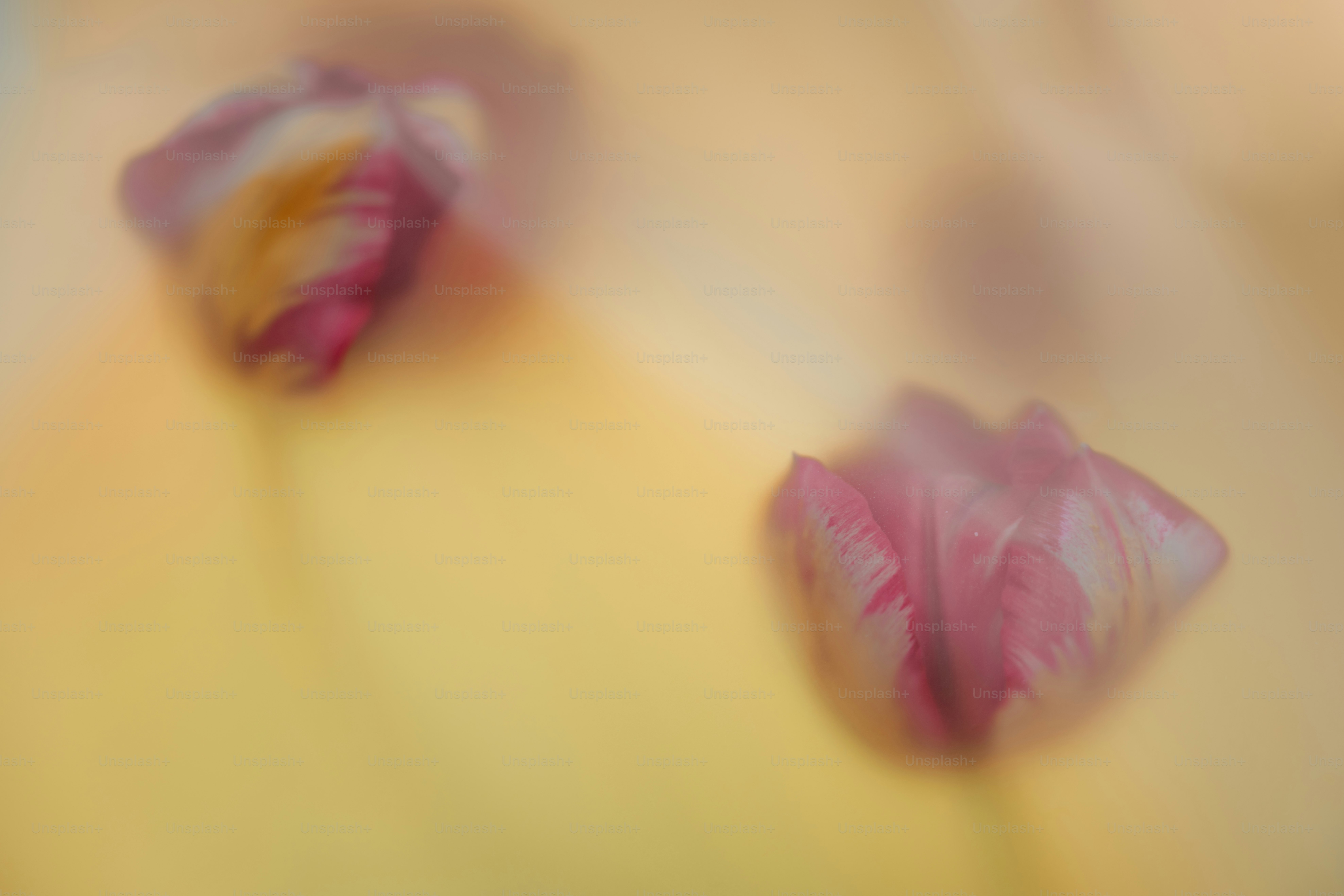Two blurry pink tulips on a yellow background.