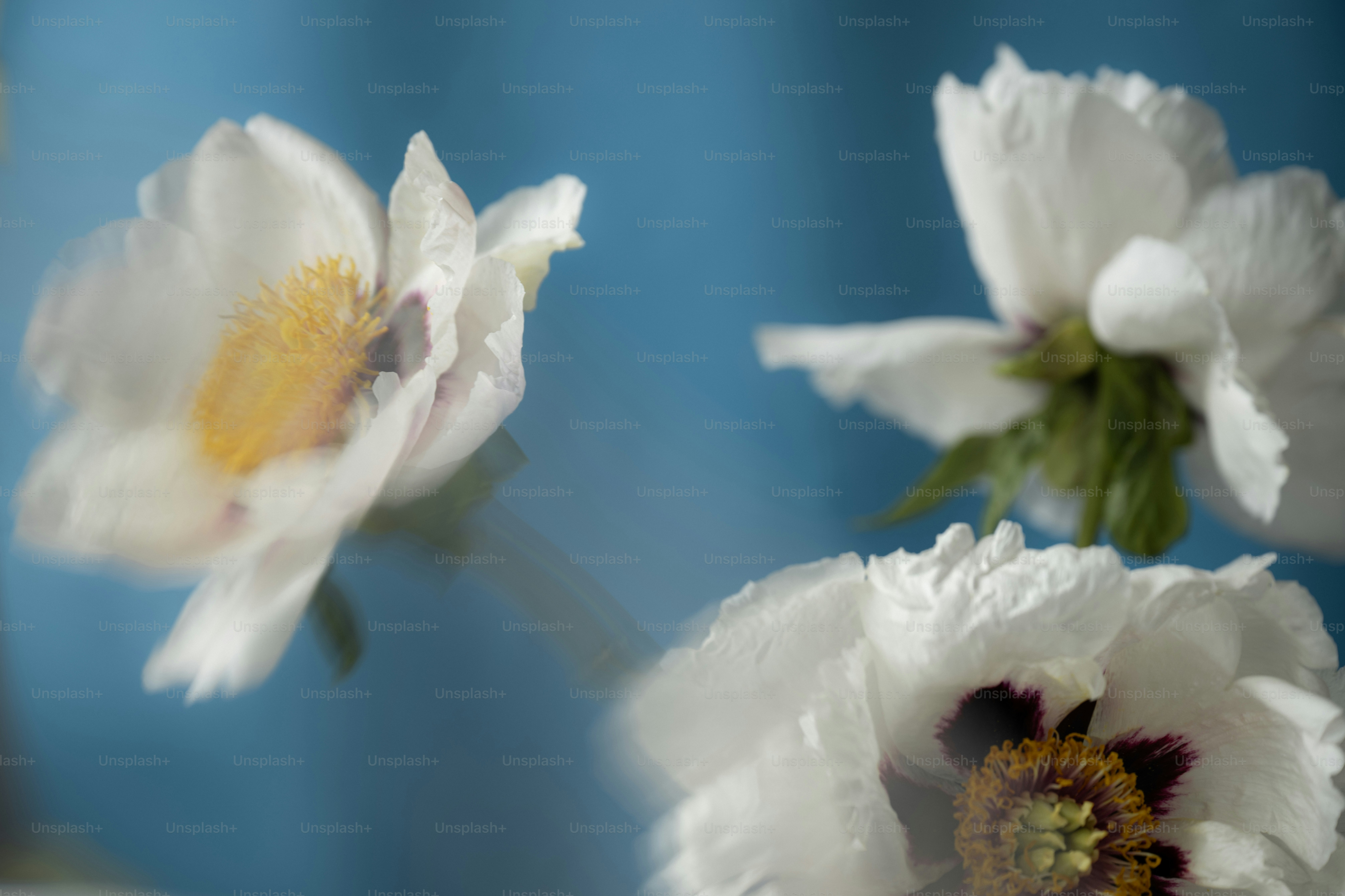 White flowers bloom against a blue background.