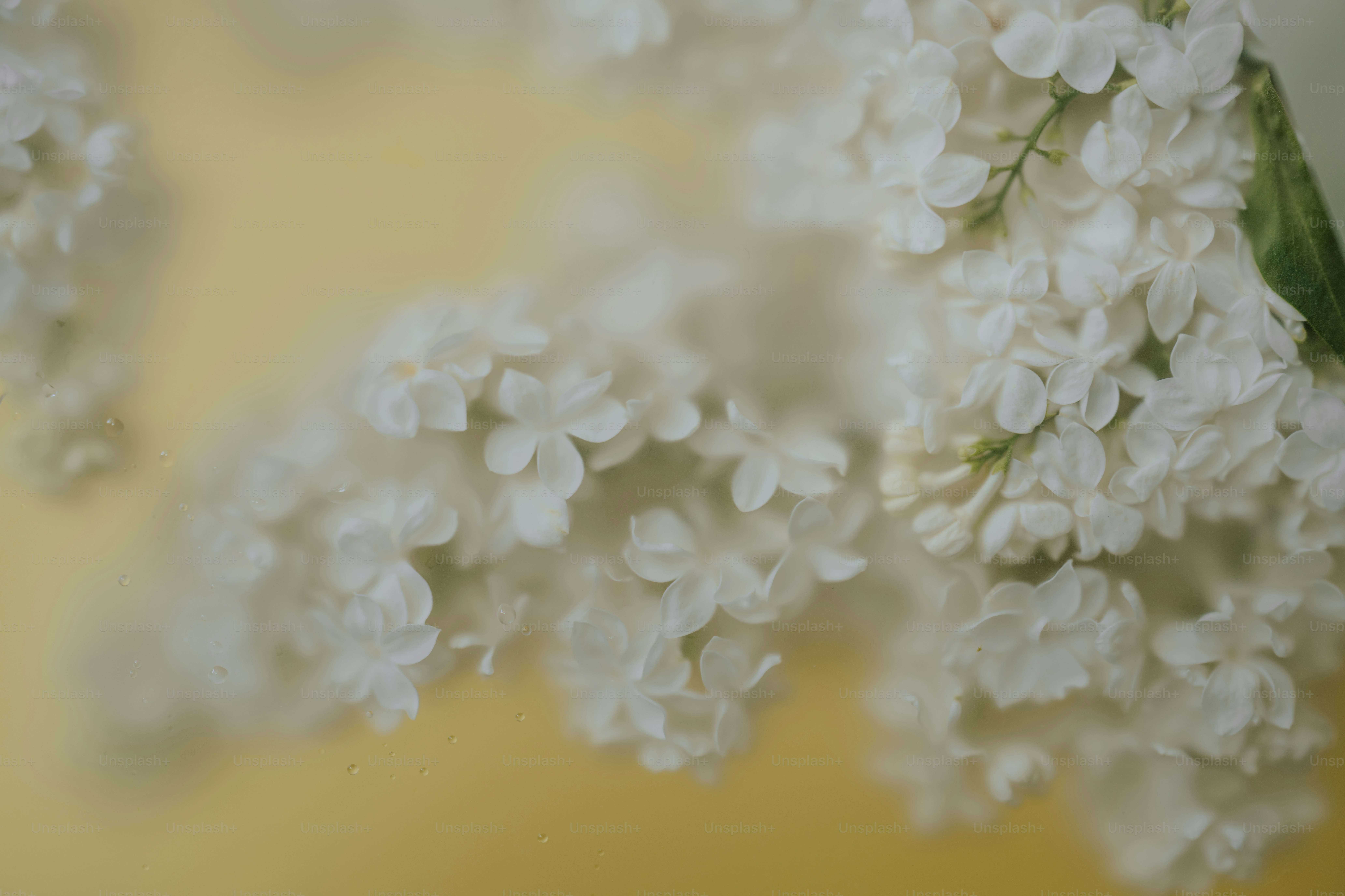 White lilac flowers against a yellow background.