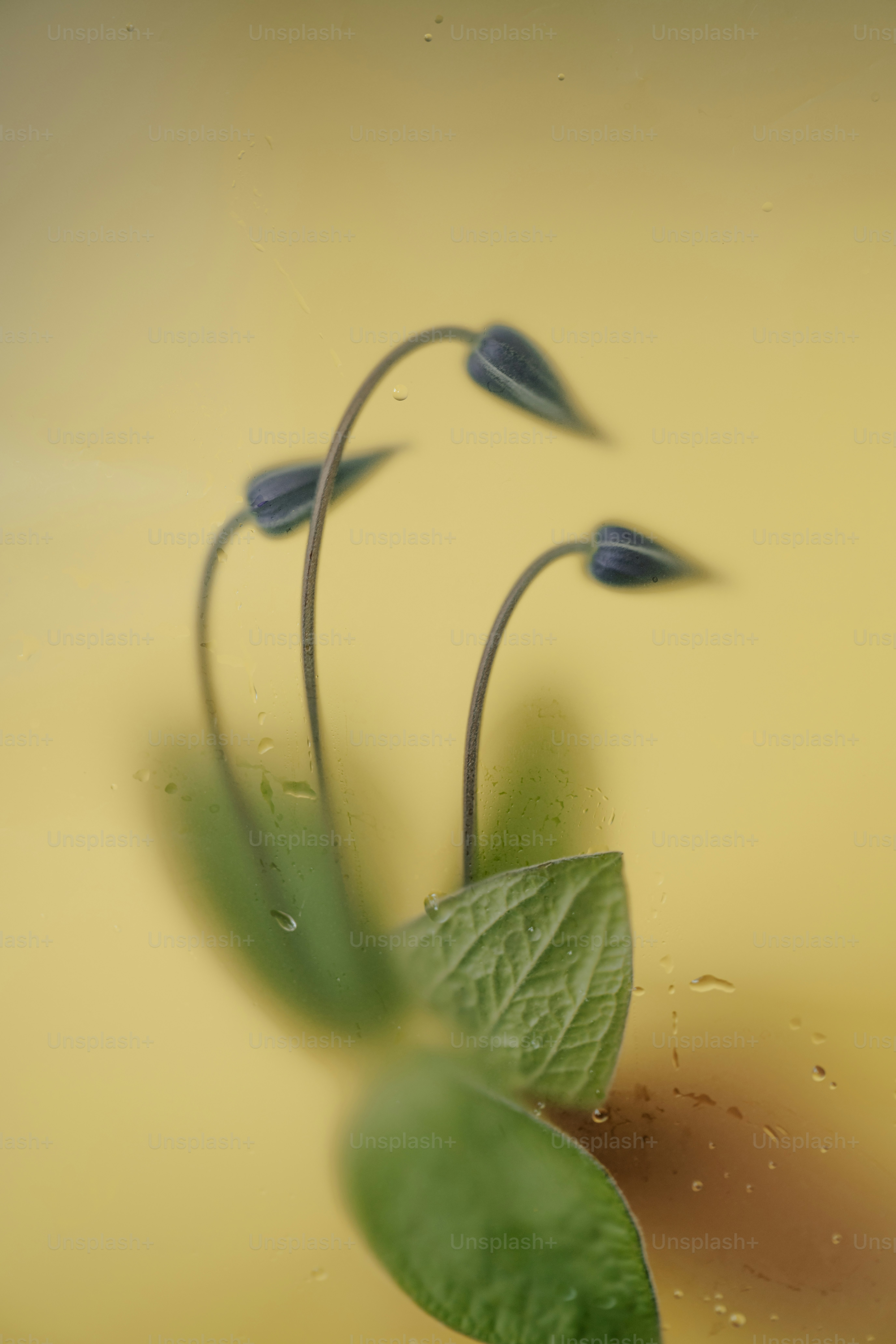 Three dark buds sprout from leaves on yellow.