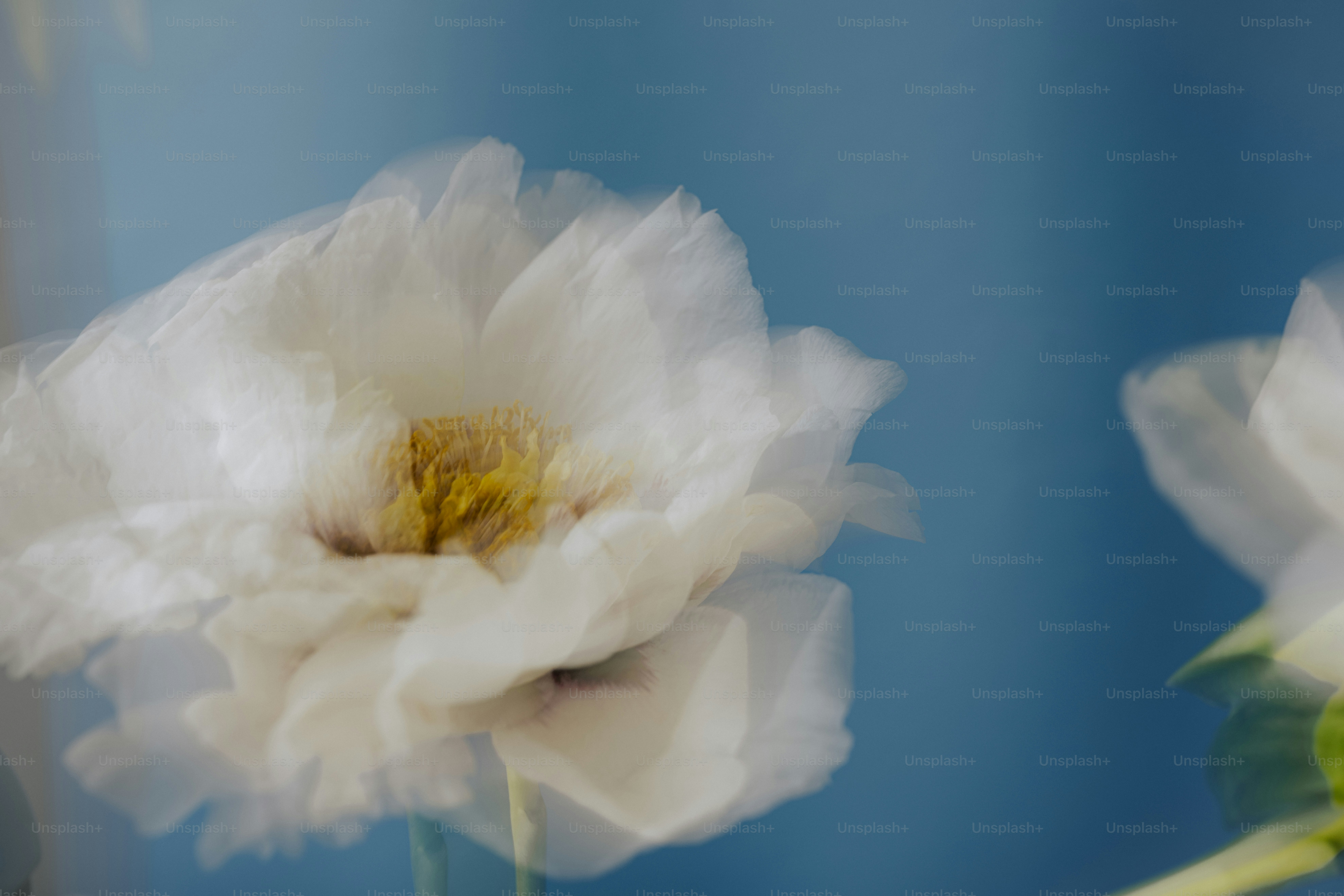 I fiori bianchi sbocciano su uno sfondo blu.