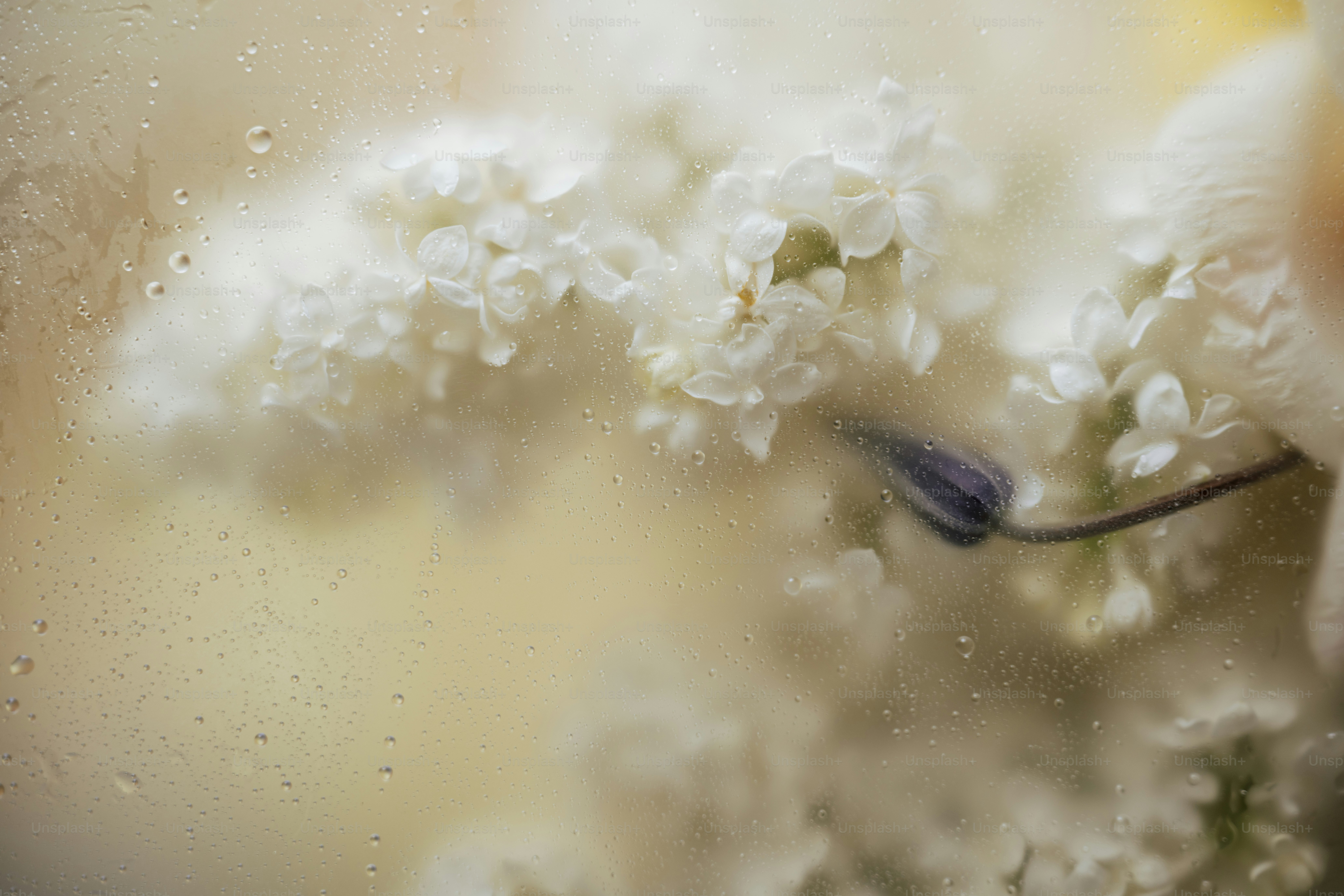 Delicate white flowers are blurred behind glass.