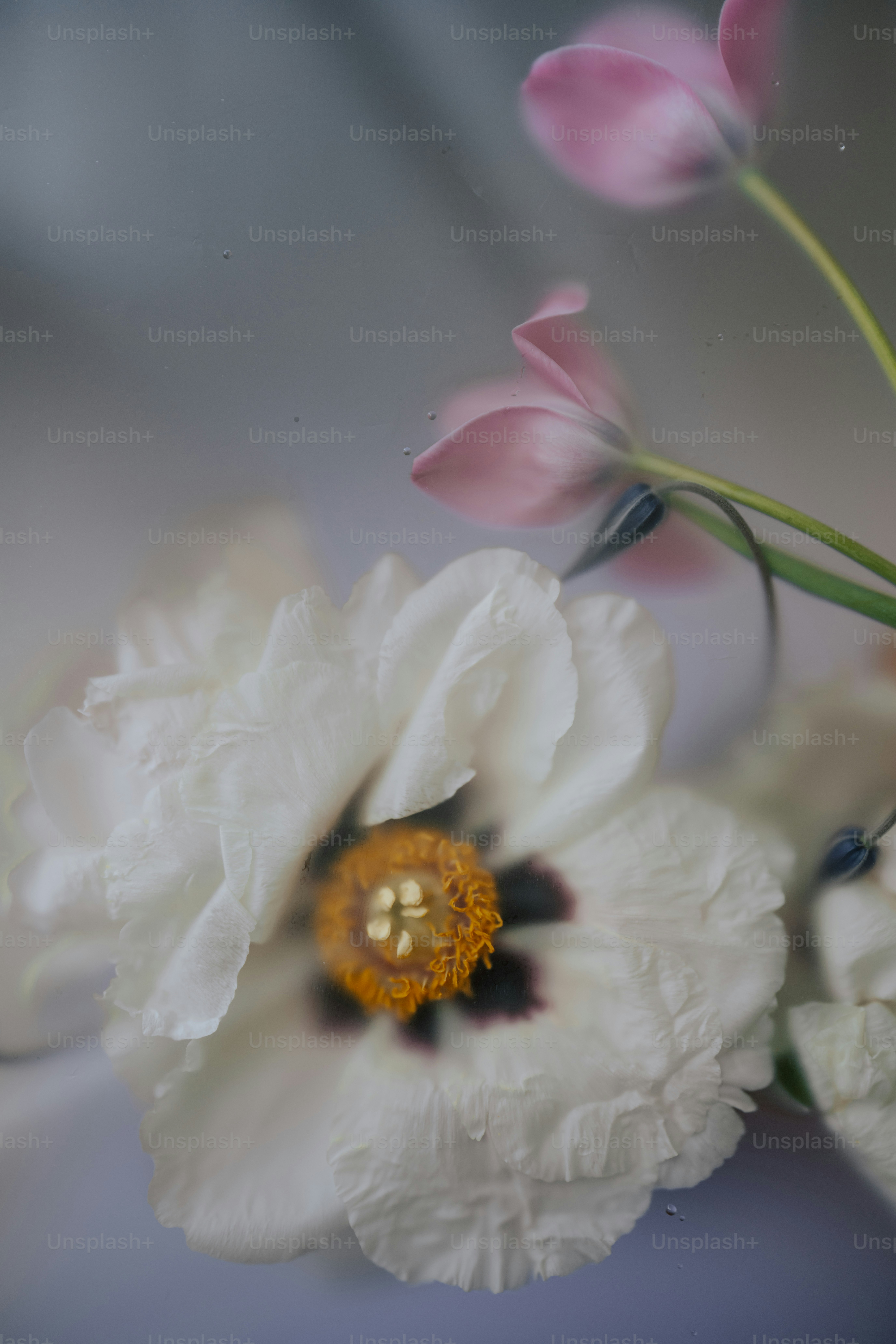 I fiori bianchi e rosa sono disposti delicatamente.