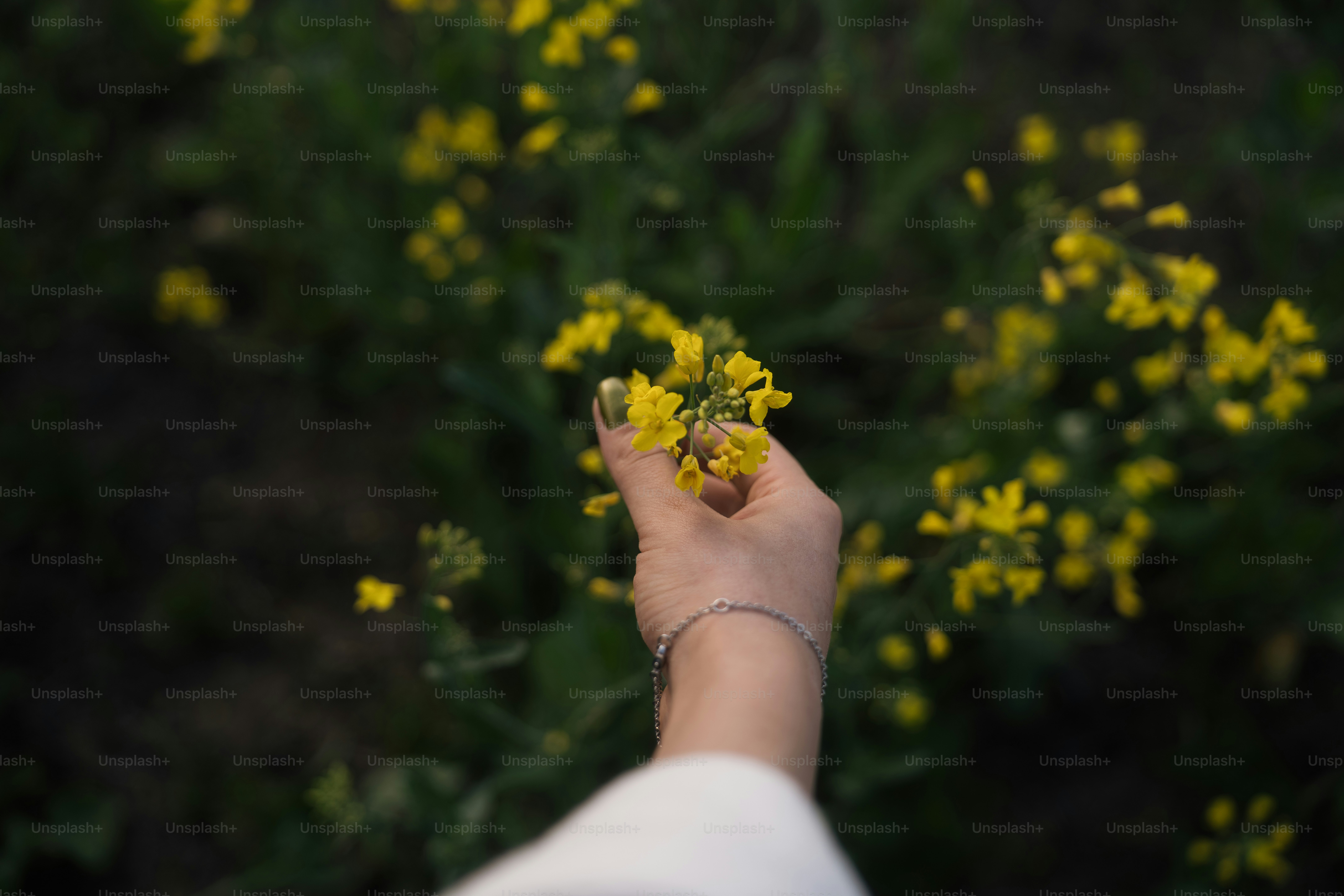 A hand touches bright yellow flowers