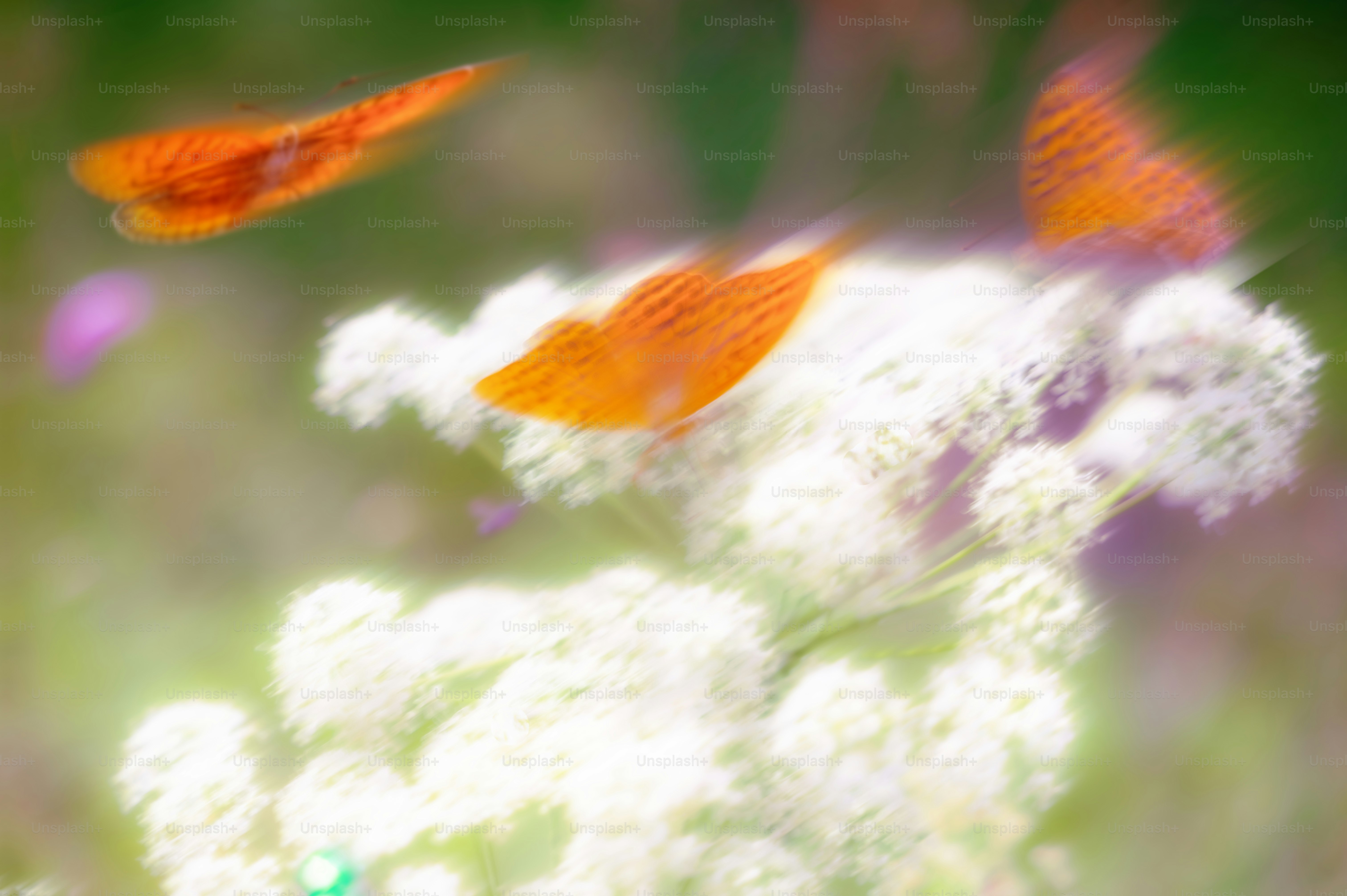Butterflies flit among white flowers.