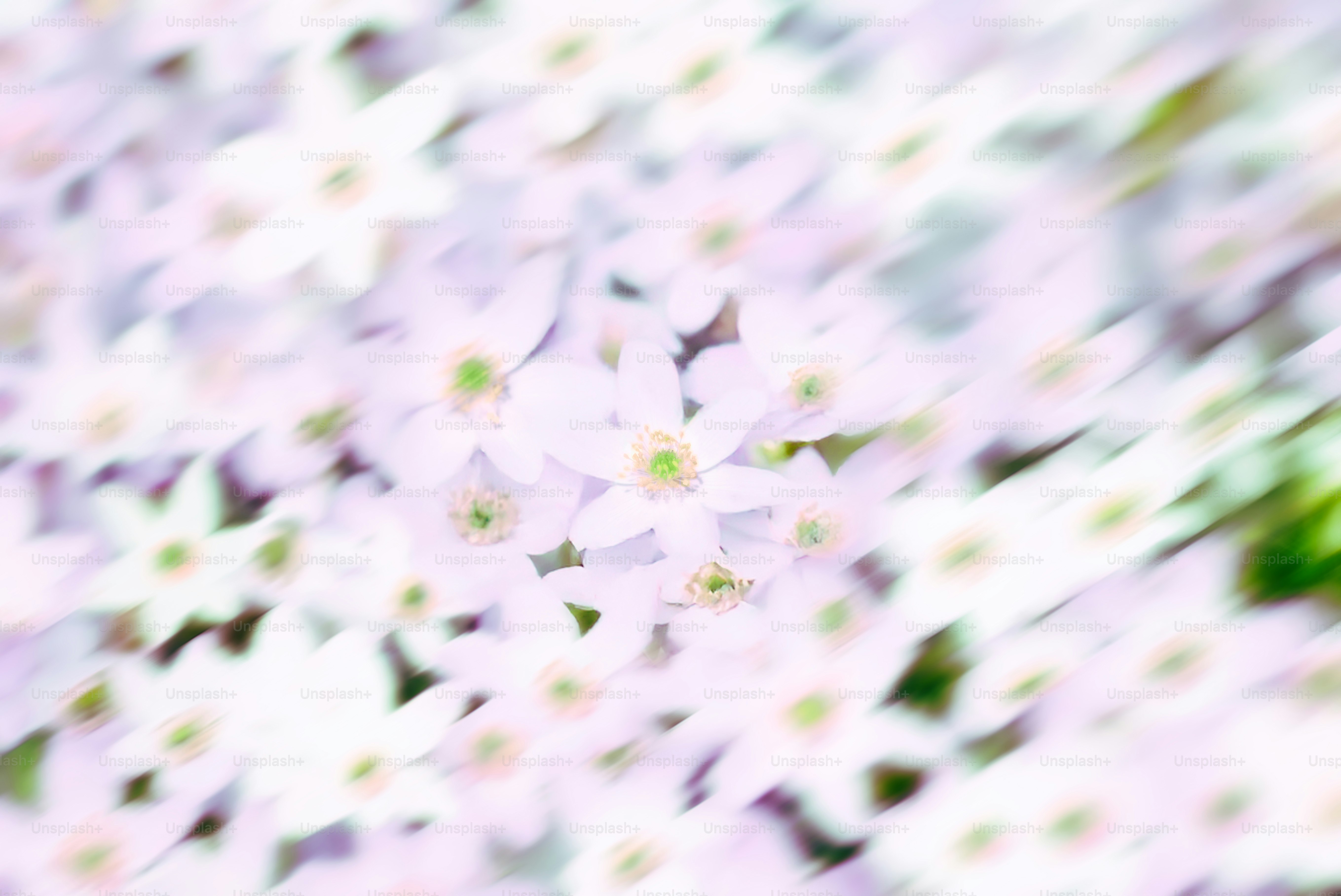 Many delicate, white flowers in bloom.