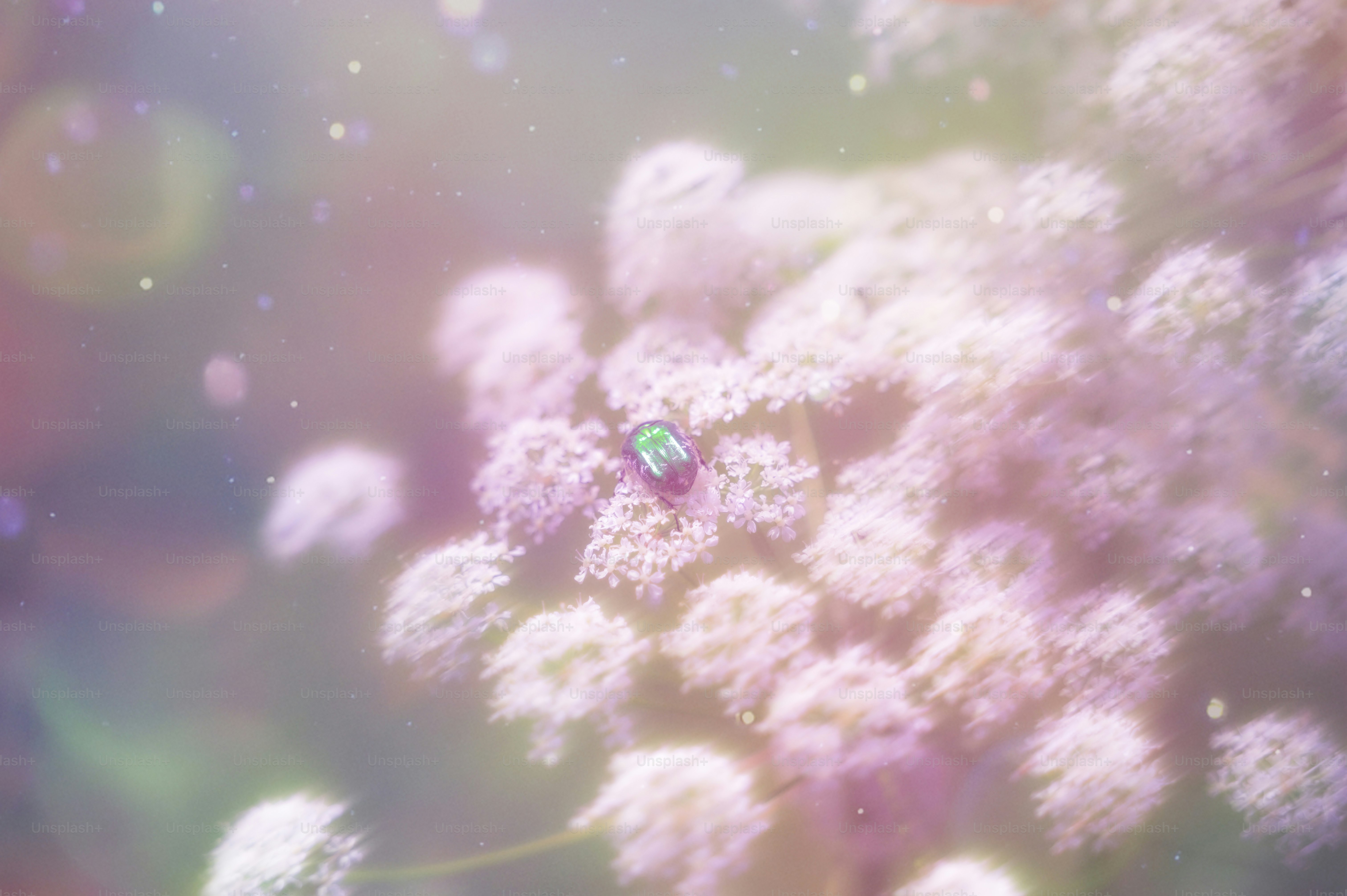 A green beetle sits on a cluster of white flowers.