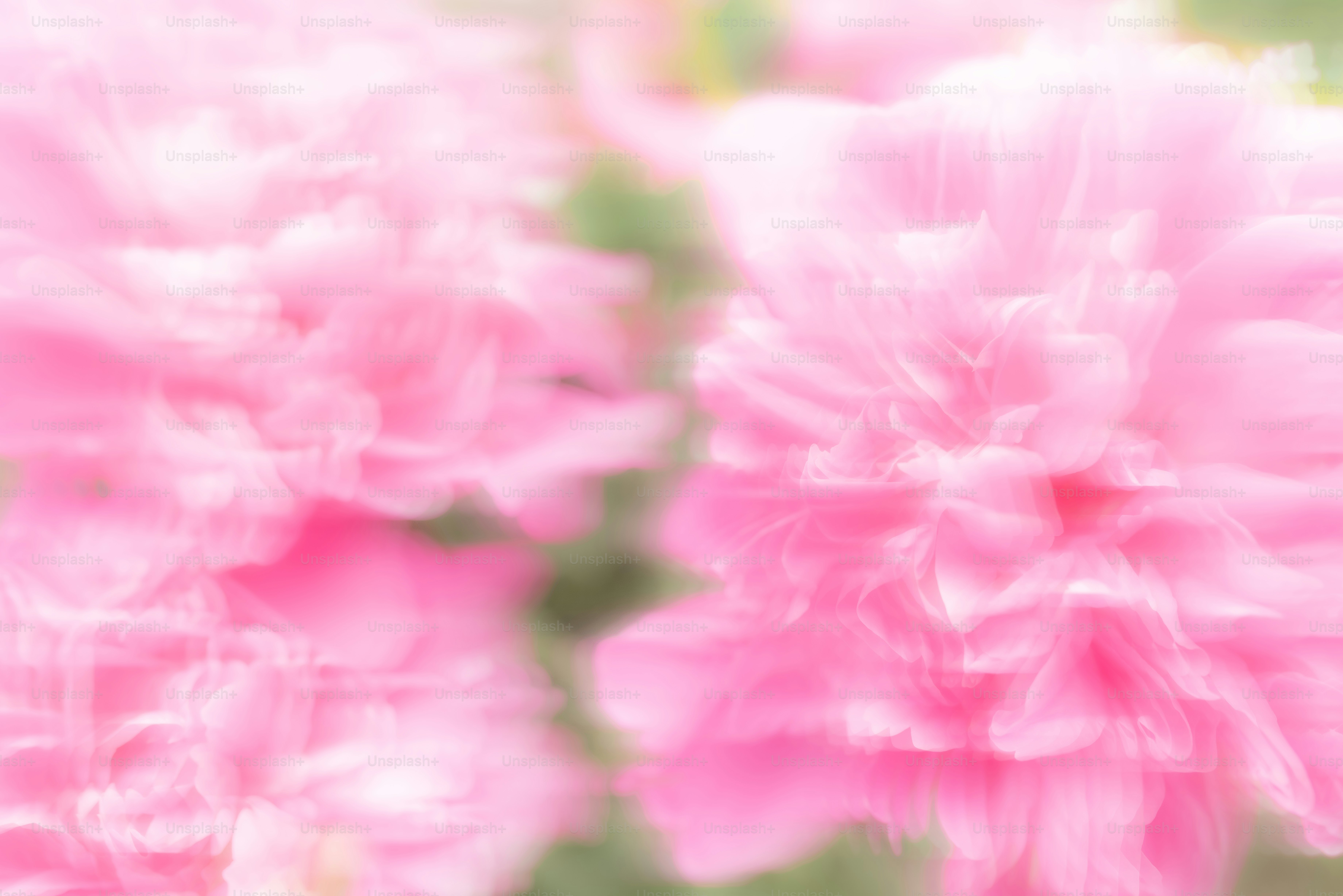 Pink flowers in a soft, blurred focus.