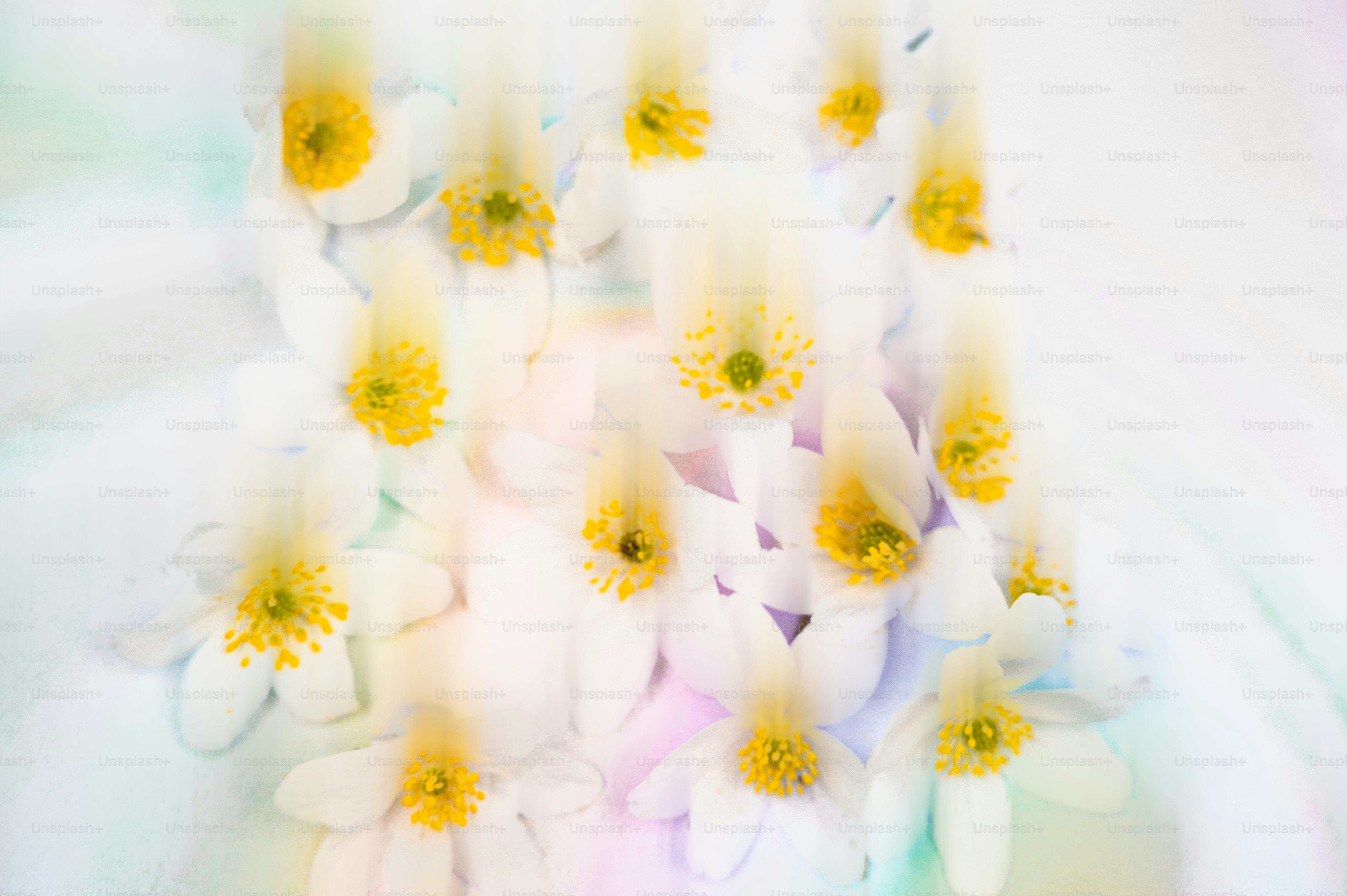 Blurred flowers with yellow centers create a soft background.