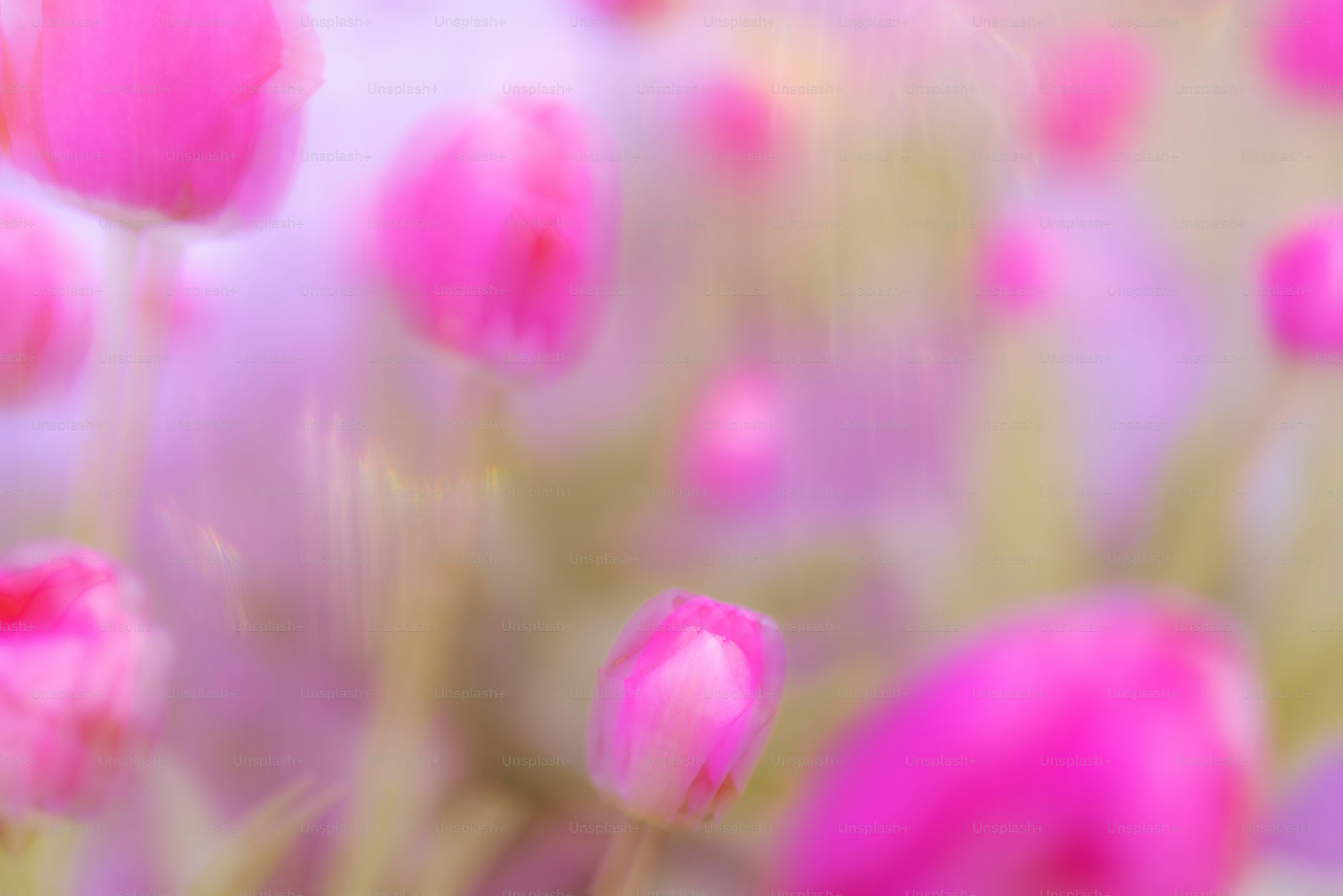 Pink tulips gently bloom in the springtime.