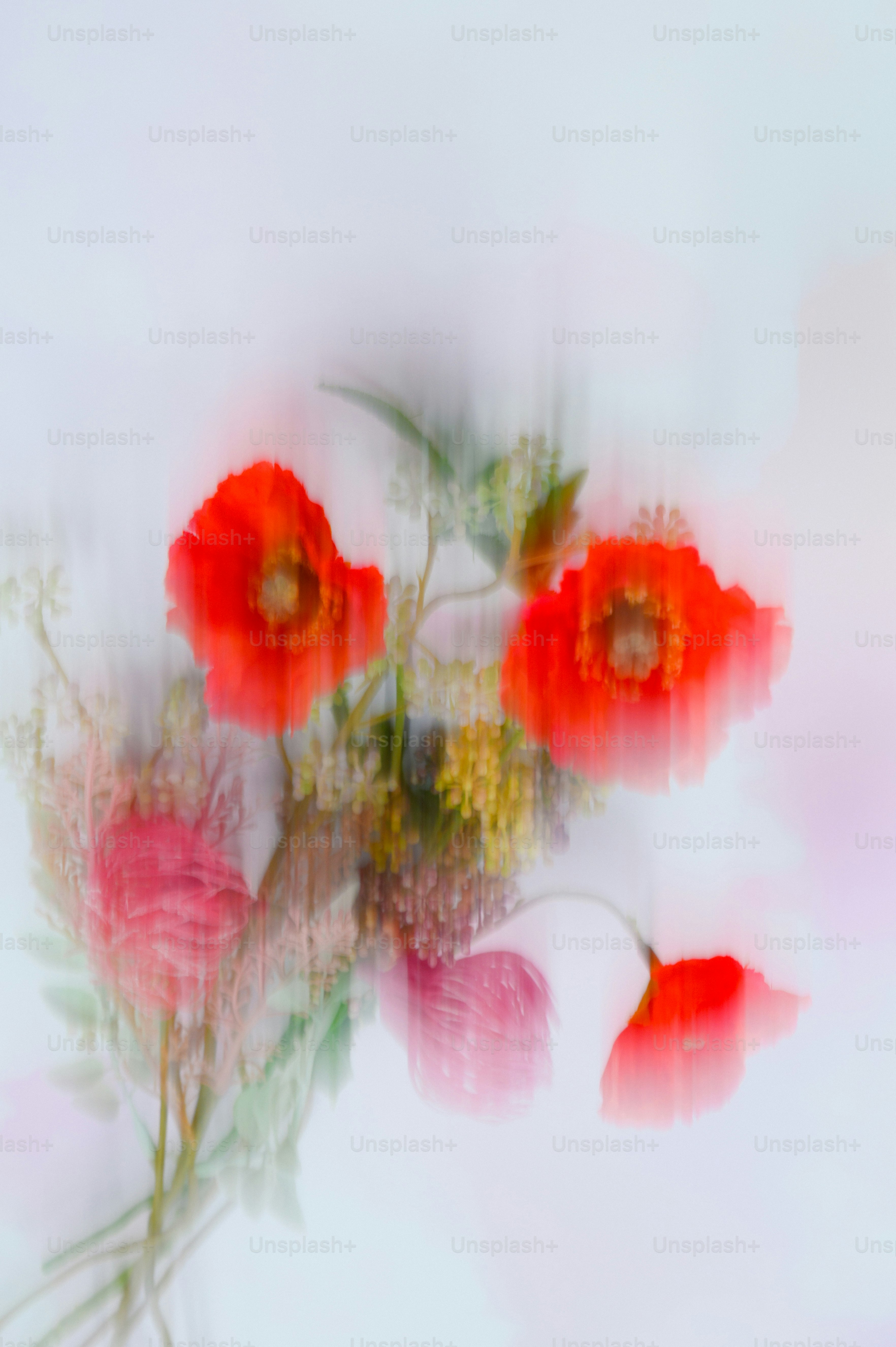 Here's a caption: red poppies bloom against a pale background.