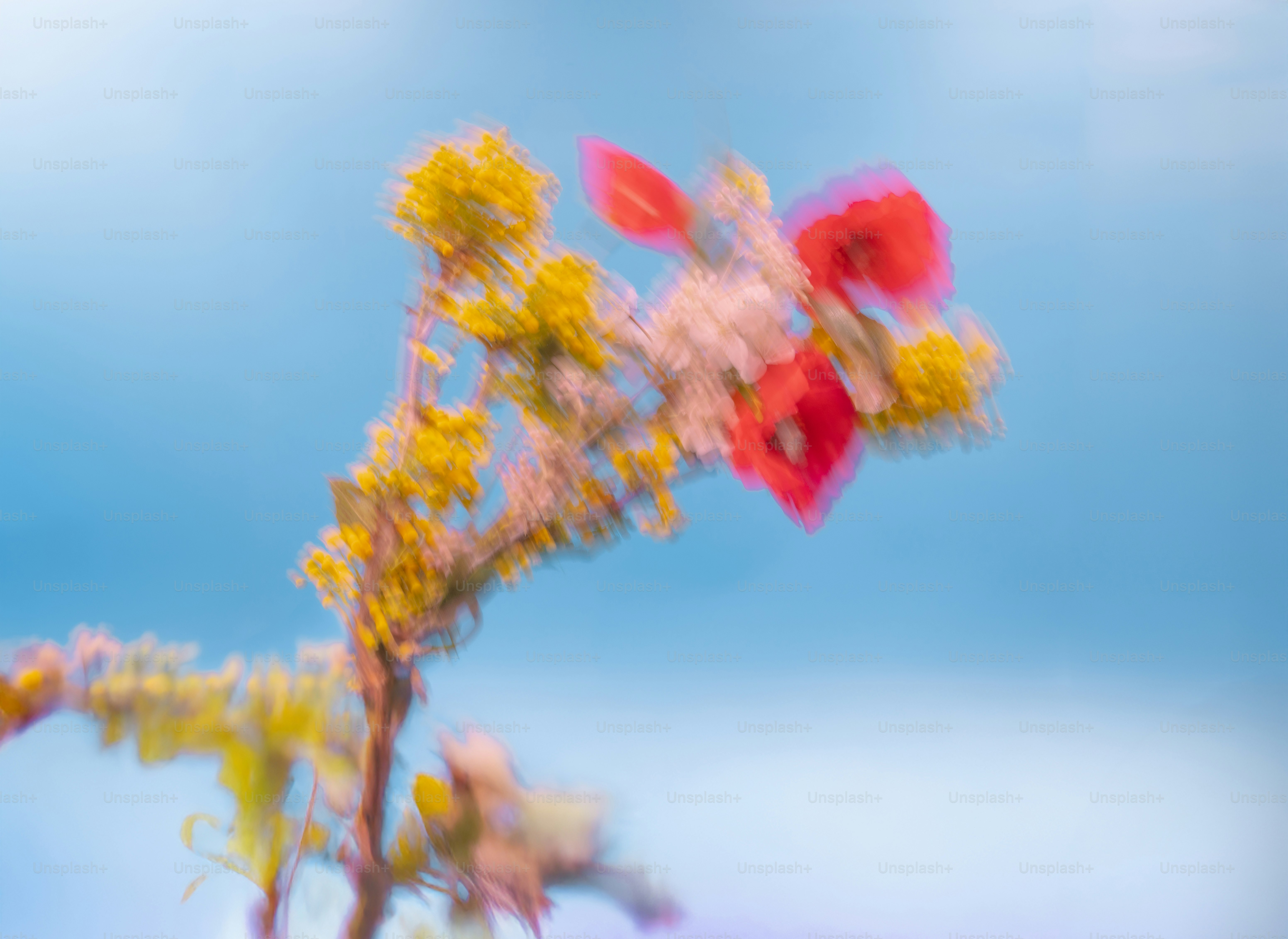 Flowers in vibrant hues against a blurred blue sky.