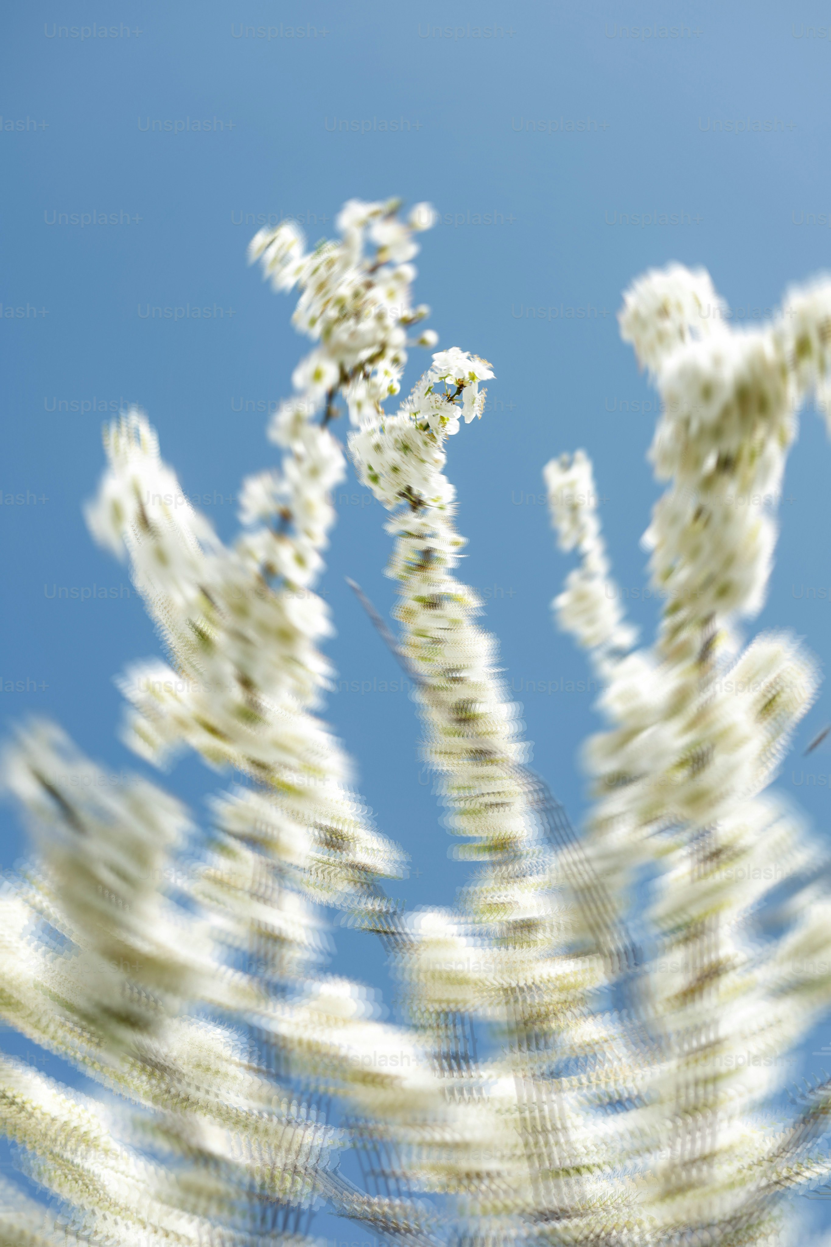 Flores brancas contra um céu azul brilhante.