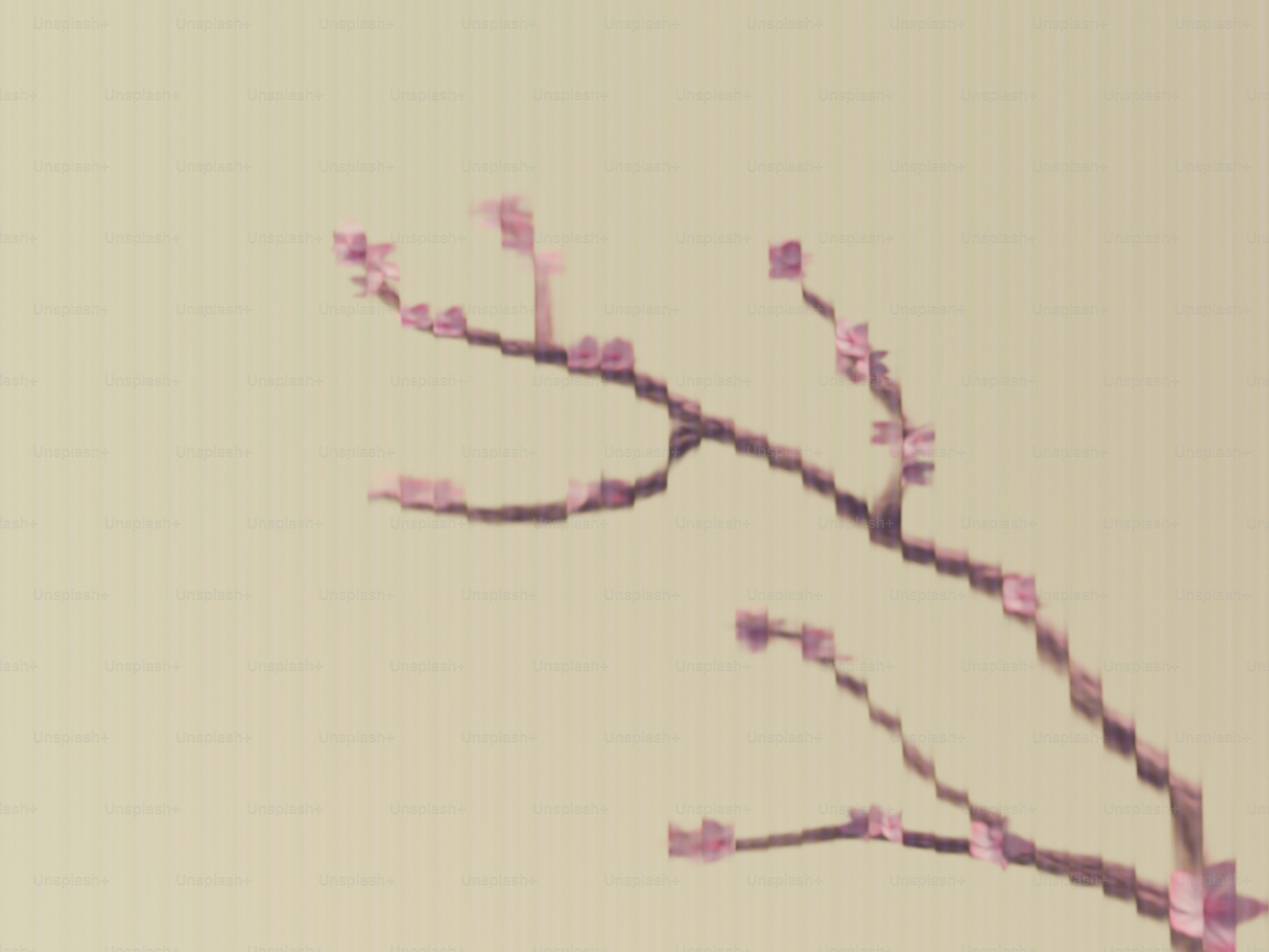 나뭇가지에 벚꽃이 만개합니다.