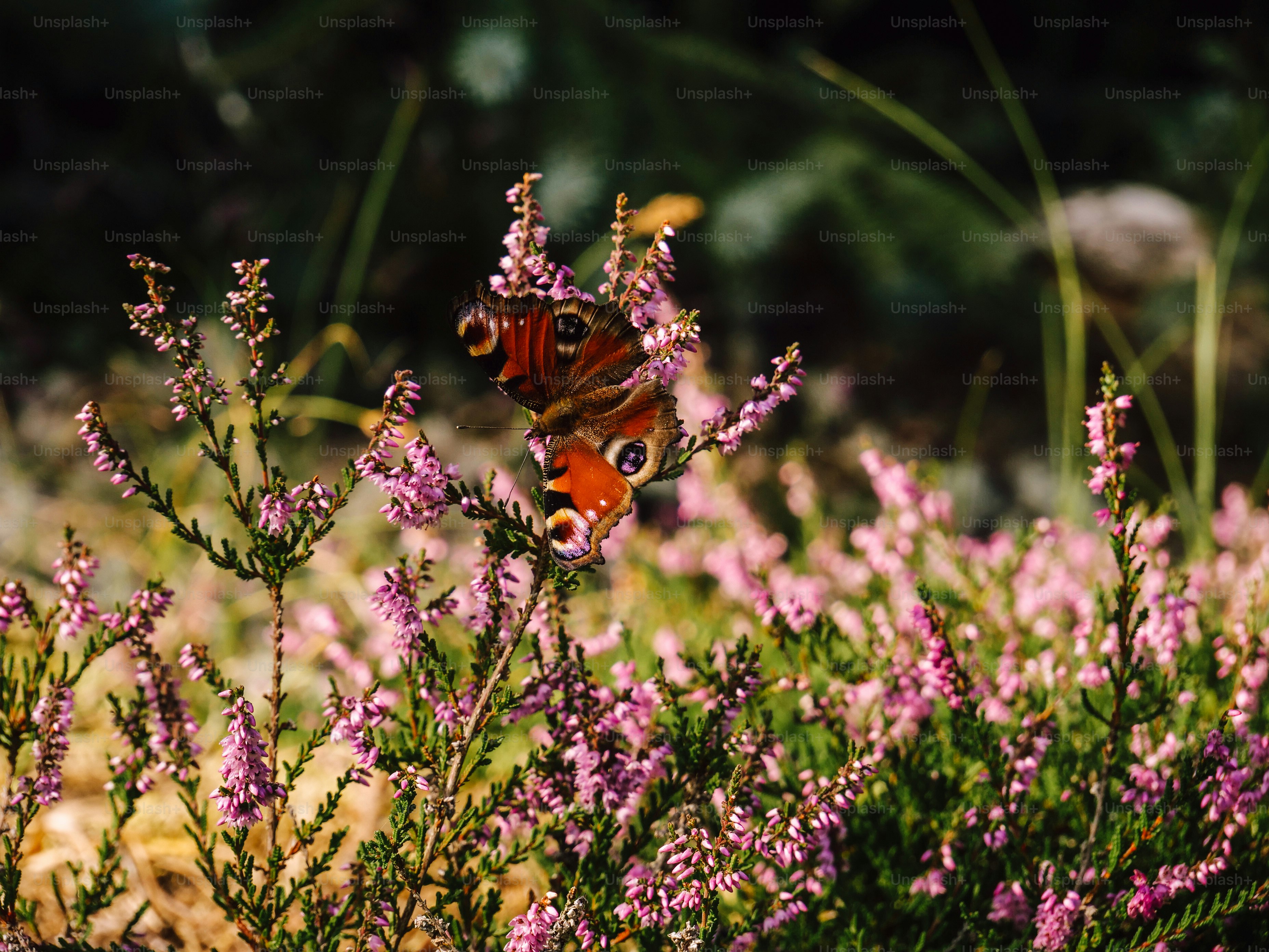 A butterfly rests on blooming purple heather.