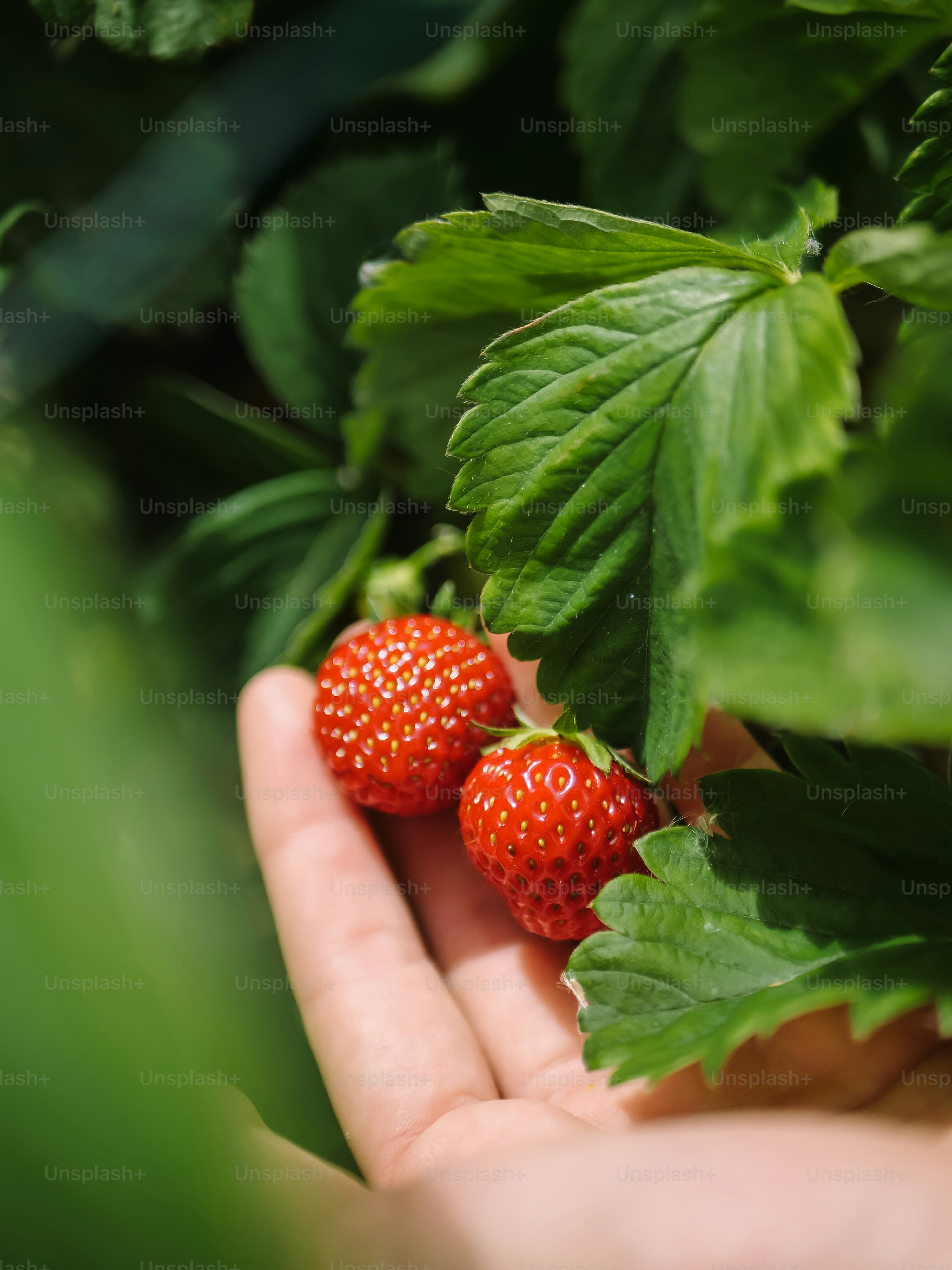 Hand hält reife Erdbeeren zwischen den Blättern.