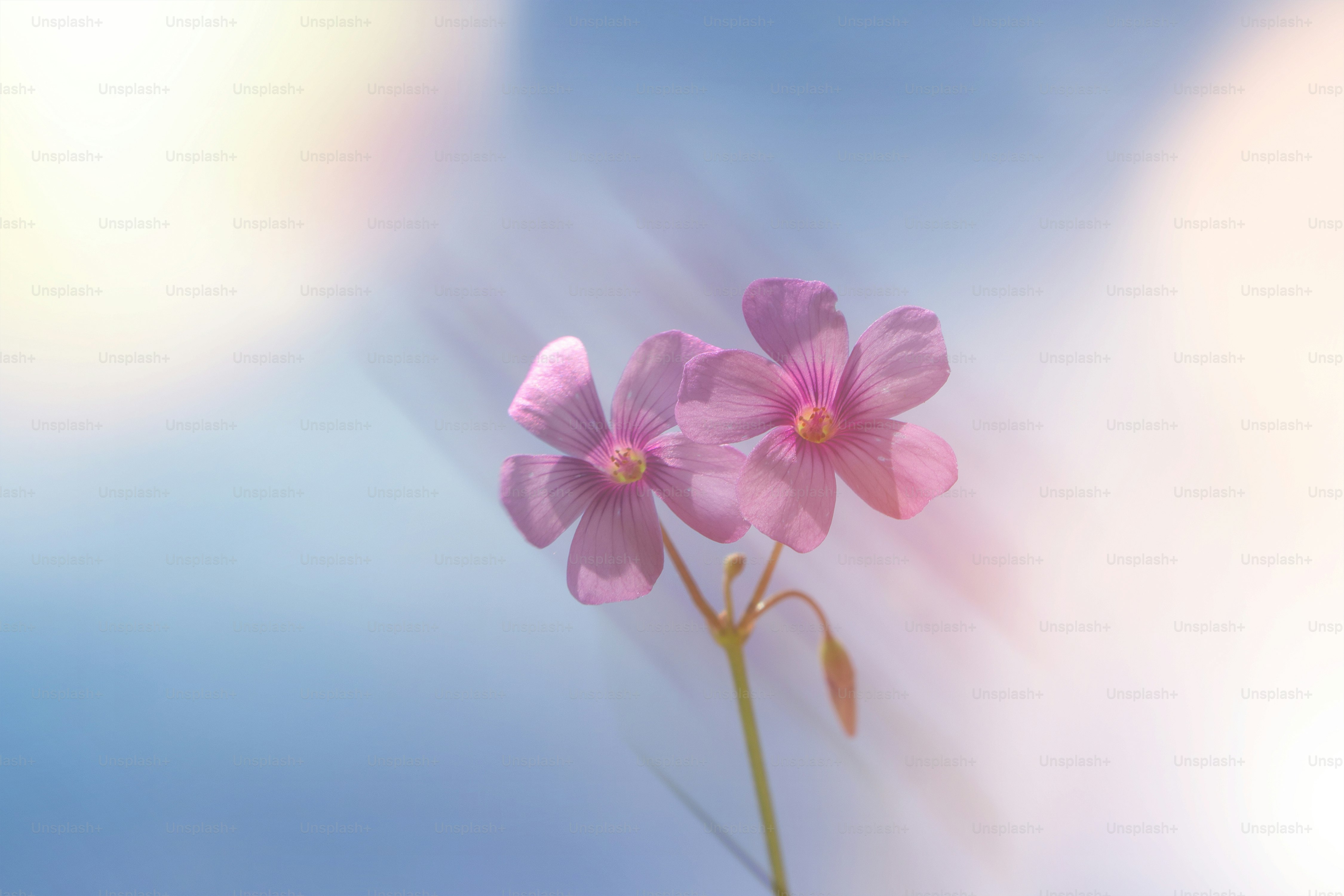 Due fiori viola sbocciano contro un morbido cielo blu
