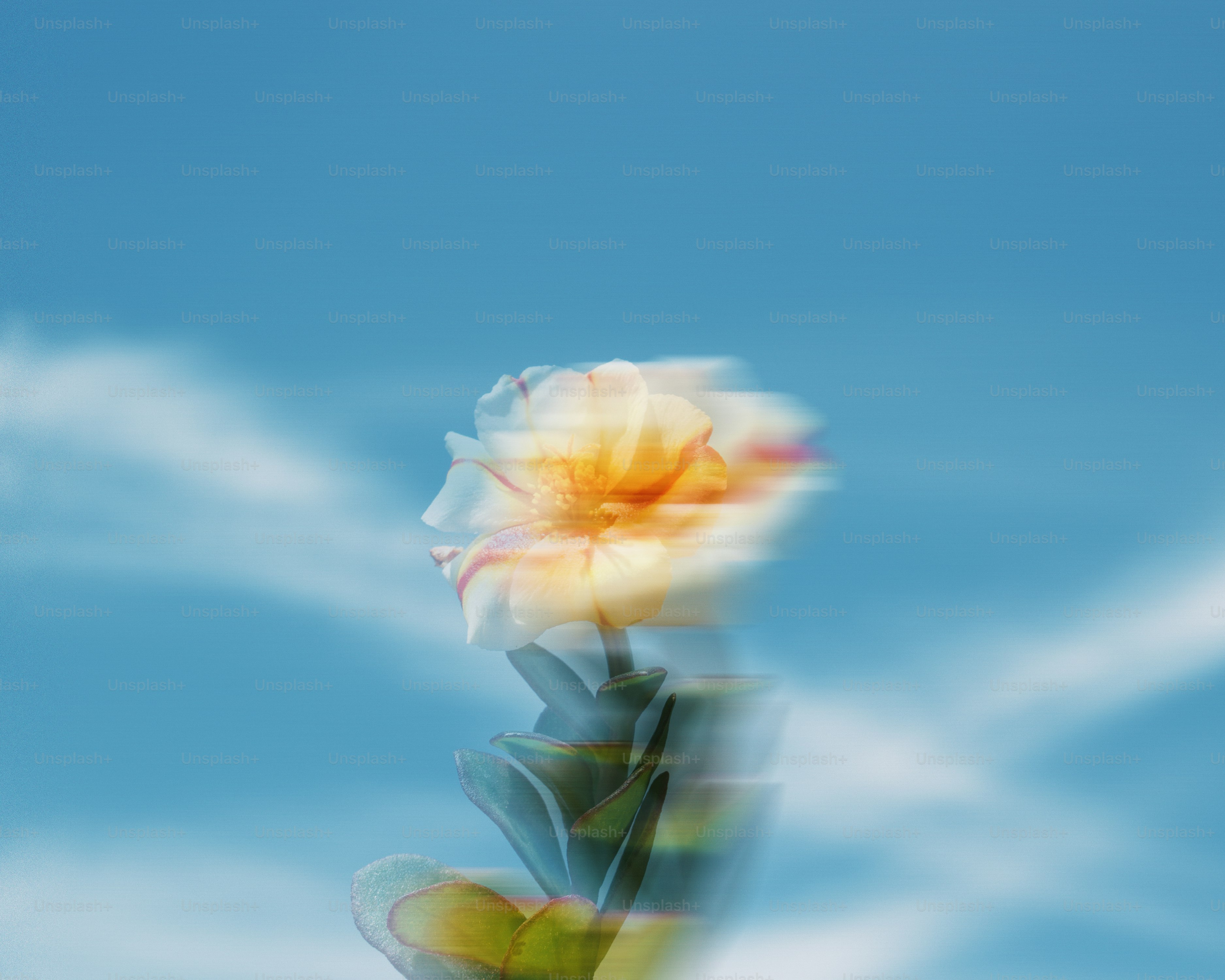 Verschwommene Blume vor blauem Himmel.