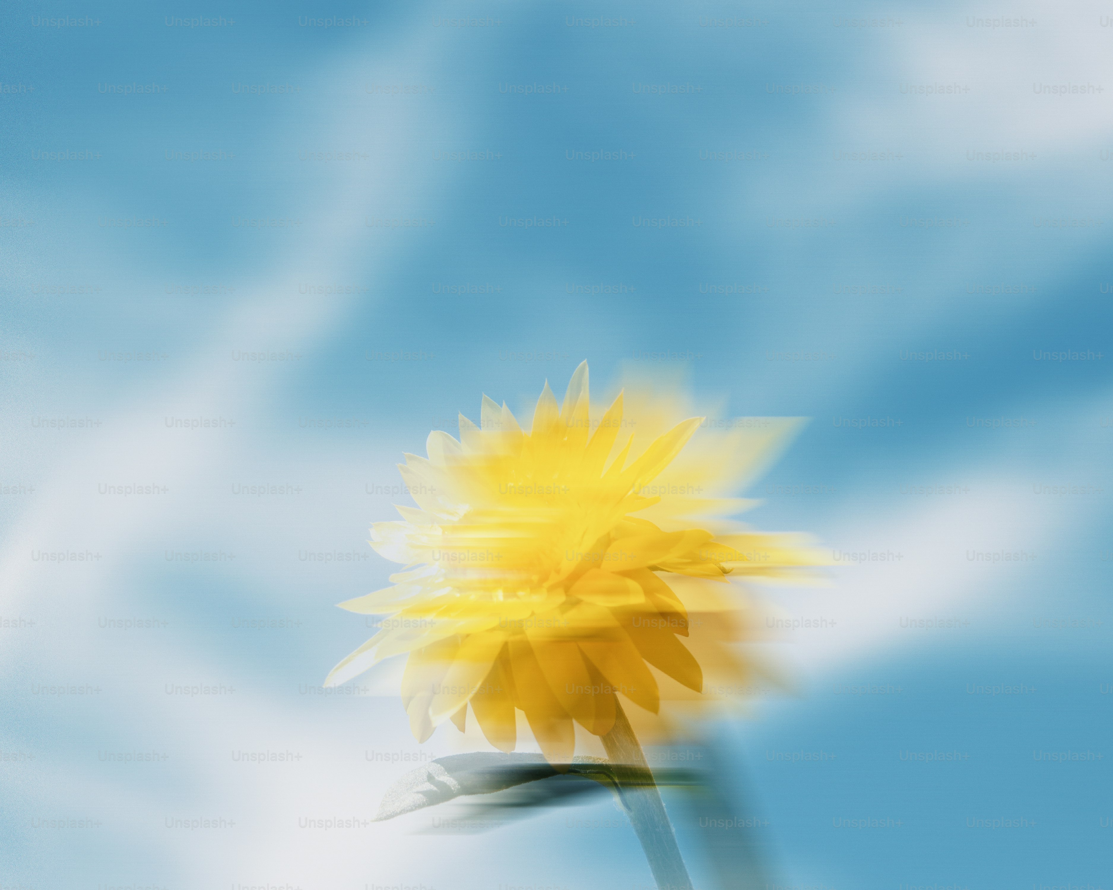 Eine gelbe Blume verschwimmt vor dem blauen Himmel.