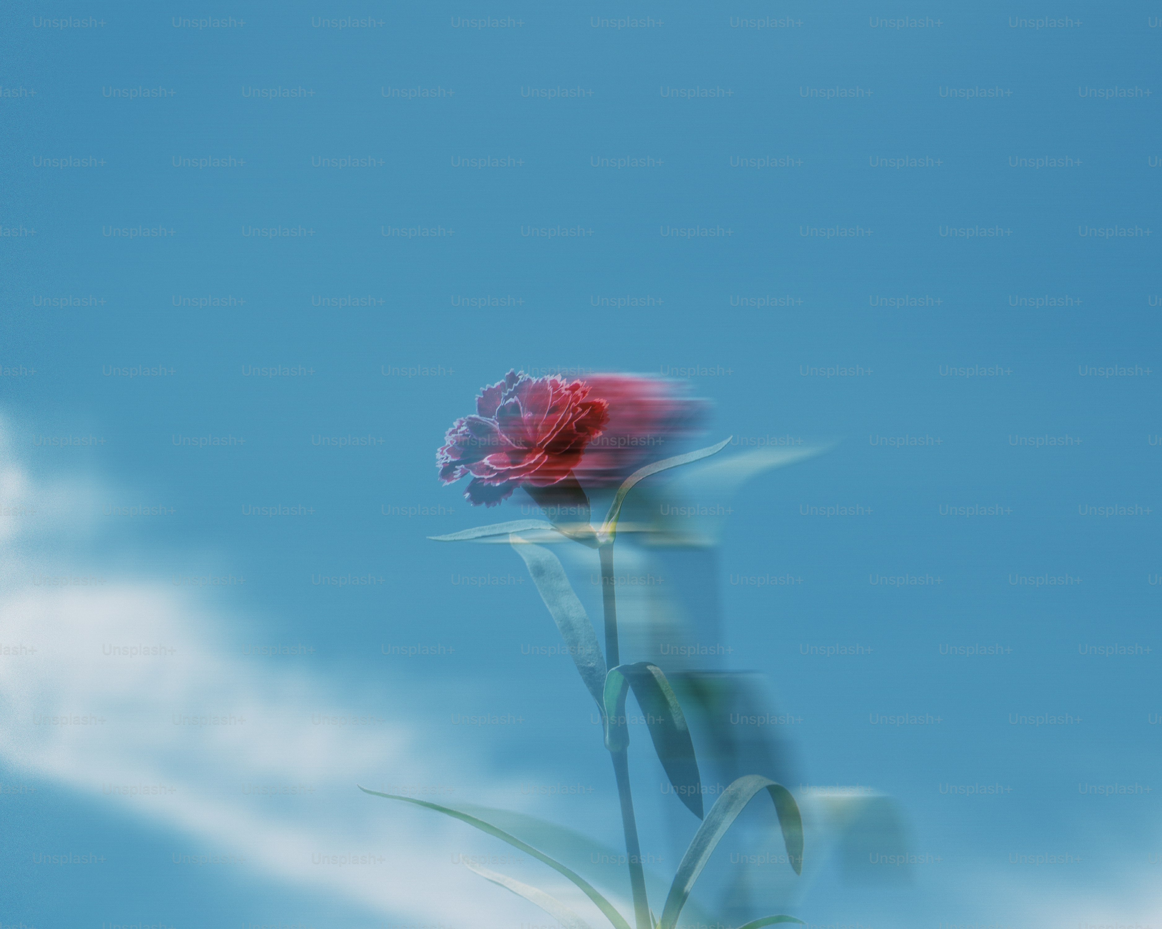 A red flower blooms against a blue sky.