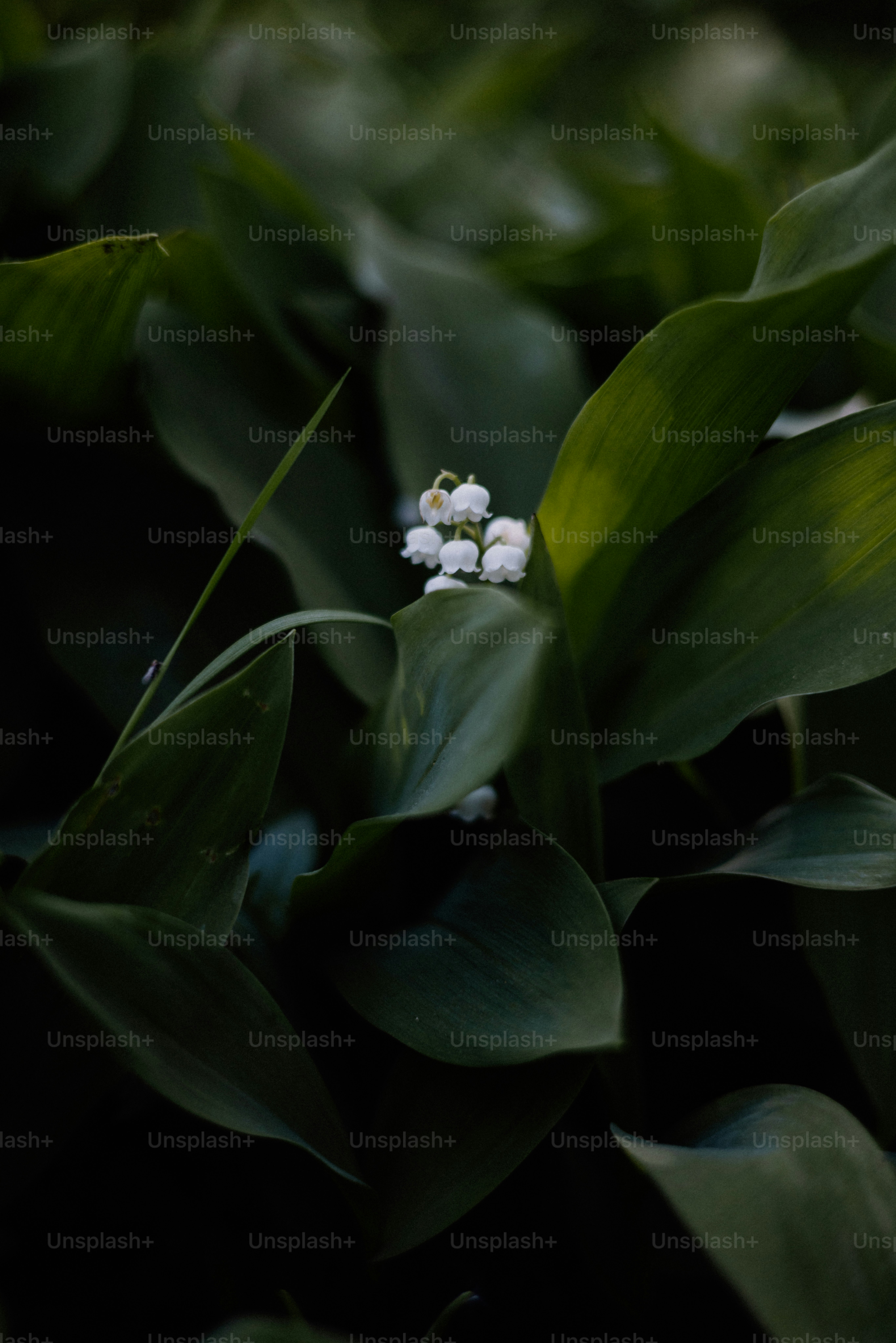 Lily of the valley blossoms amidst lush green leaves.