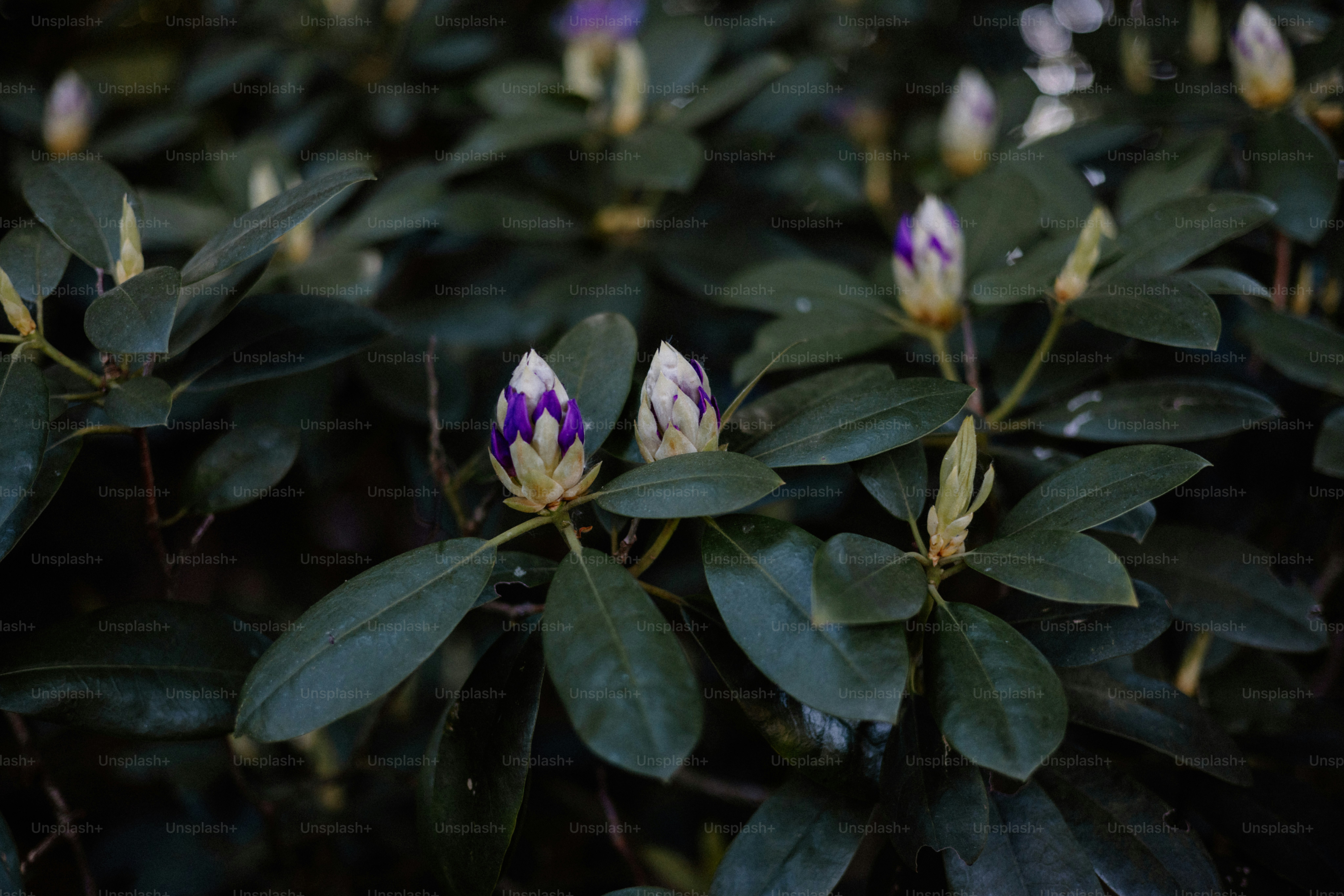 Purple and white flowers bloom among dark green leaves.